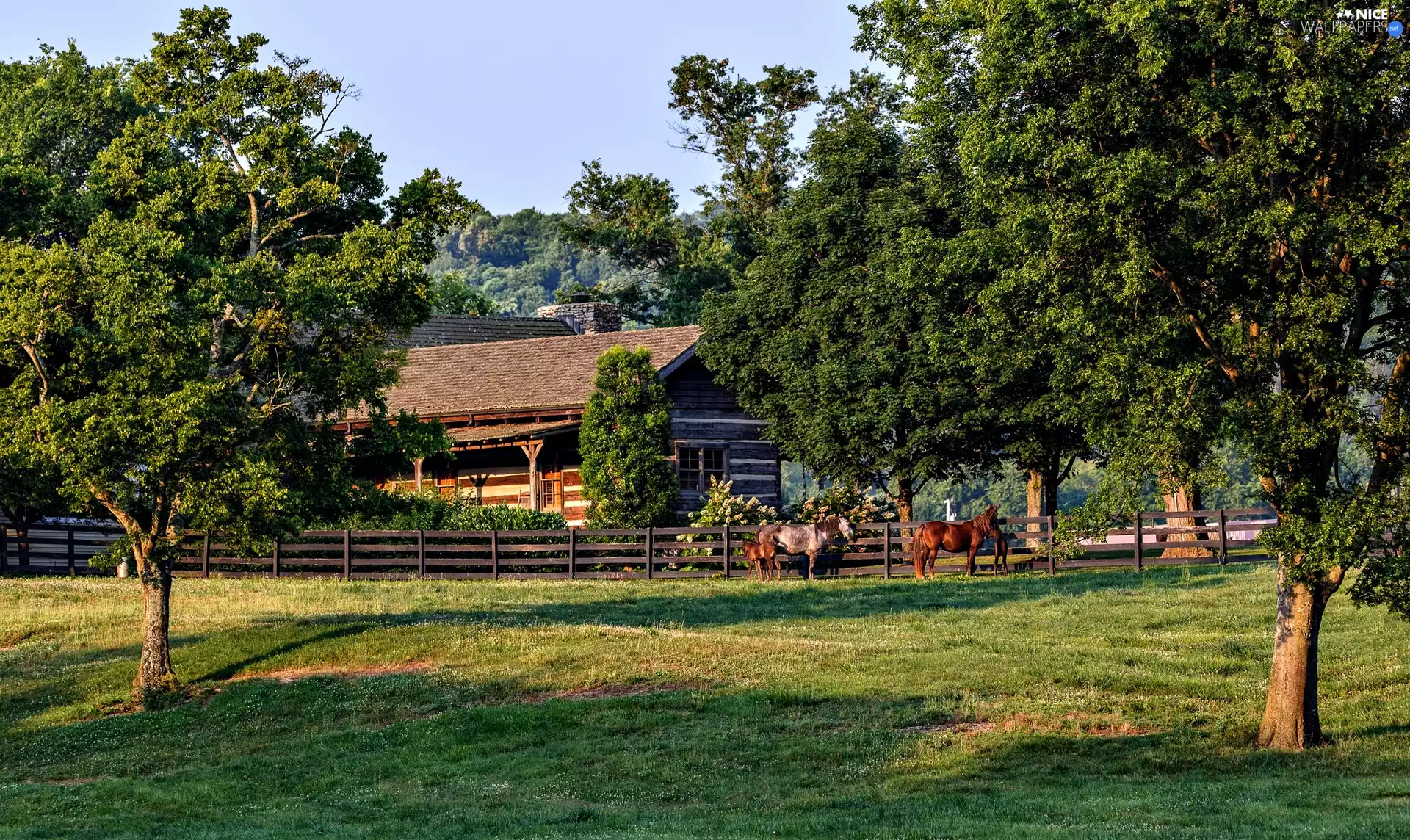 Lawn, Tennessee State, house, viewes, fence, The United States, Williamson County, bloodstock, trees, morning