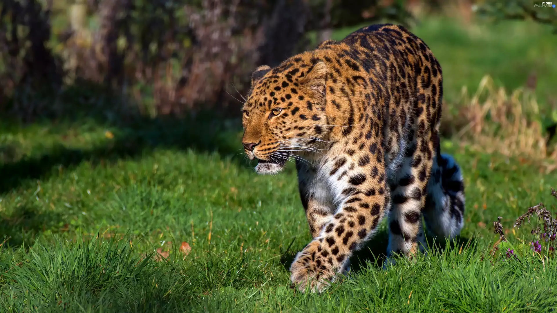 Stealth, Leopards, grass