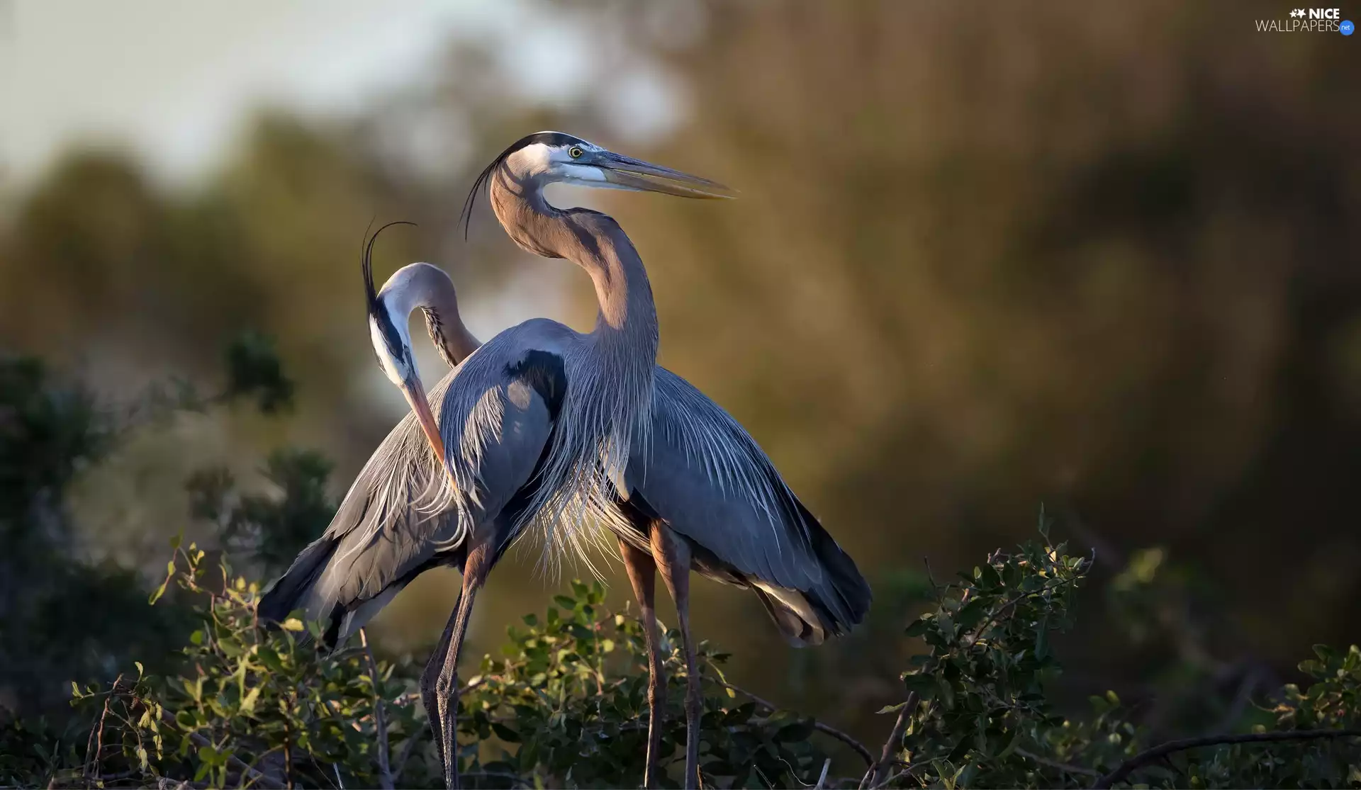 Great Blue Heron, Steam
