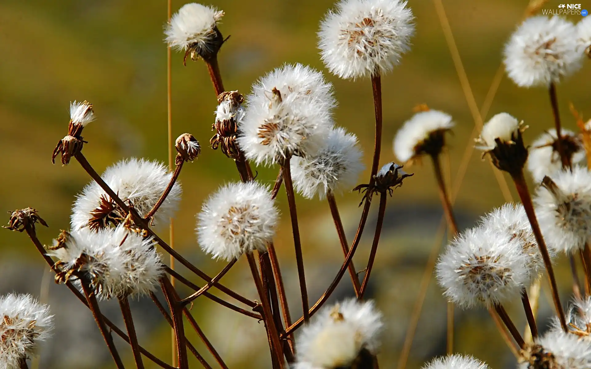 dry, stems