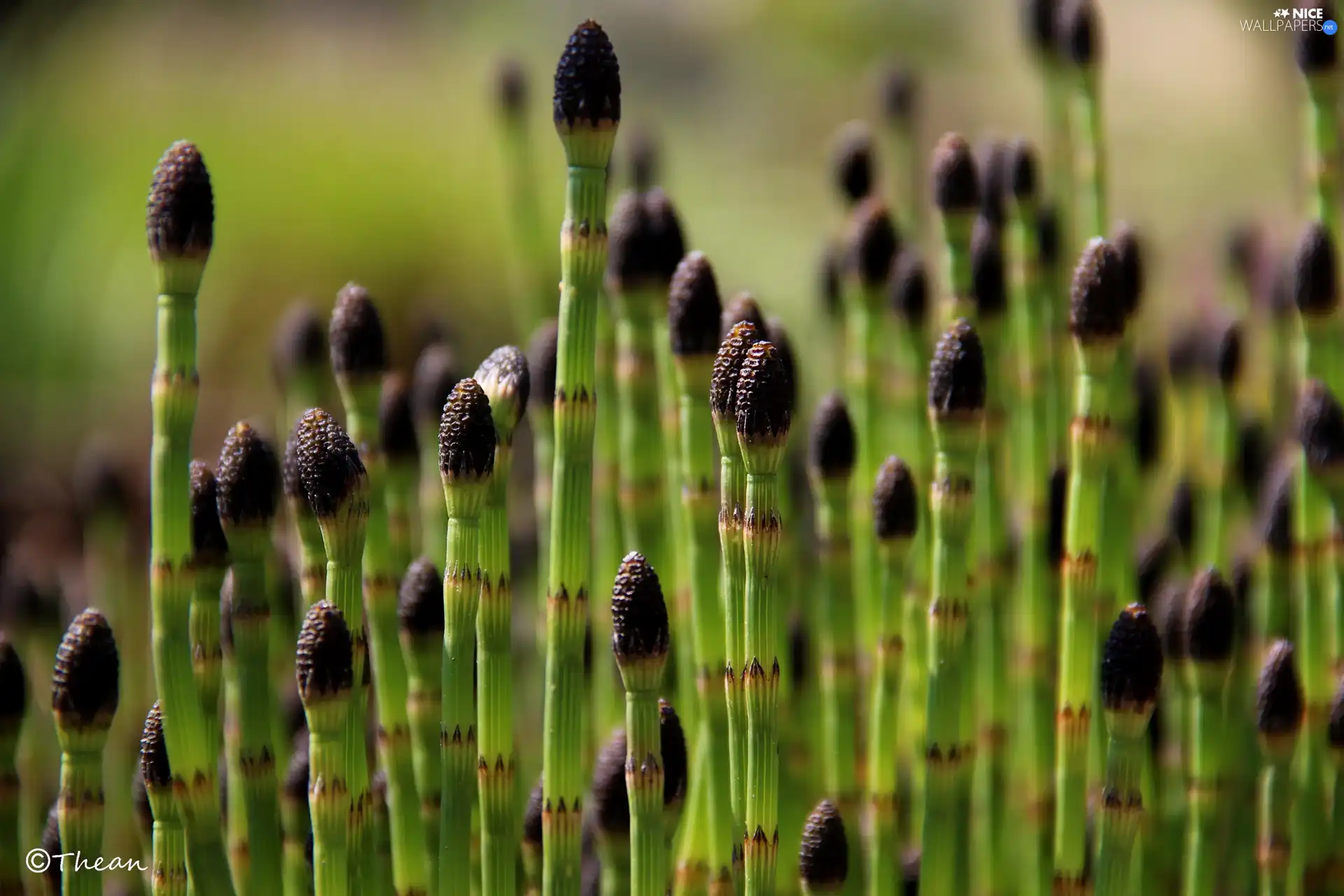 horsetail, green ones, stems, field