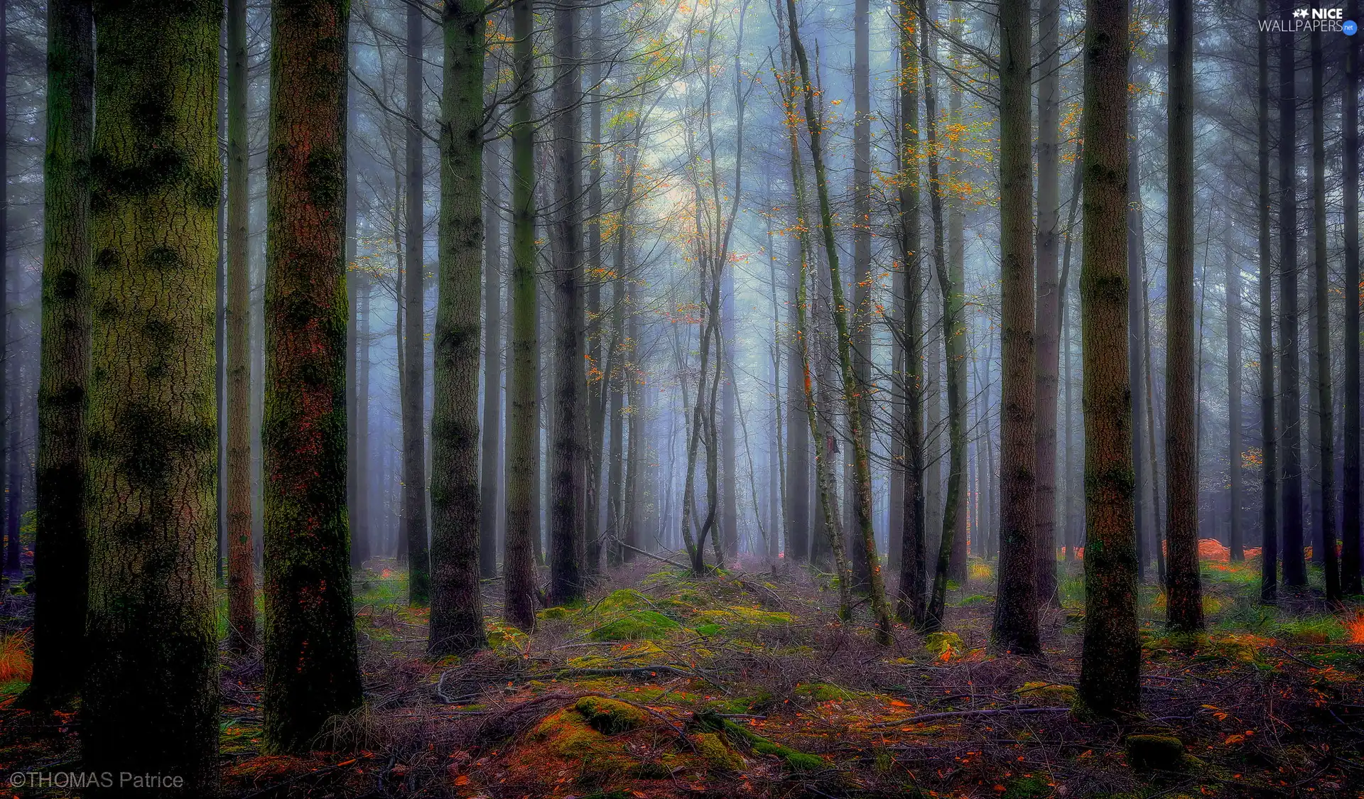 mossy, Stems, trees, viewes, forest