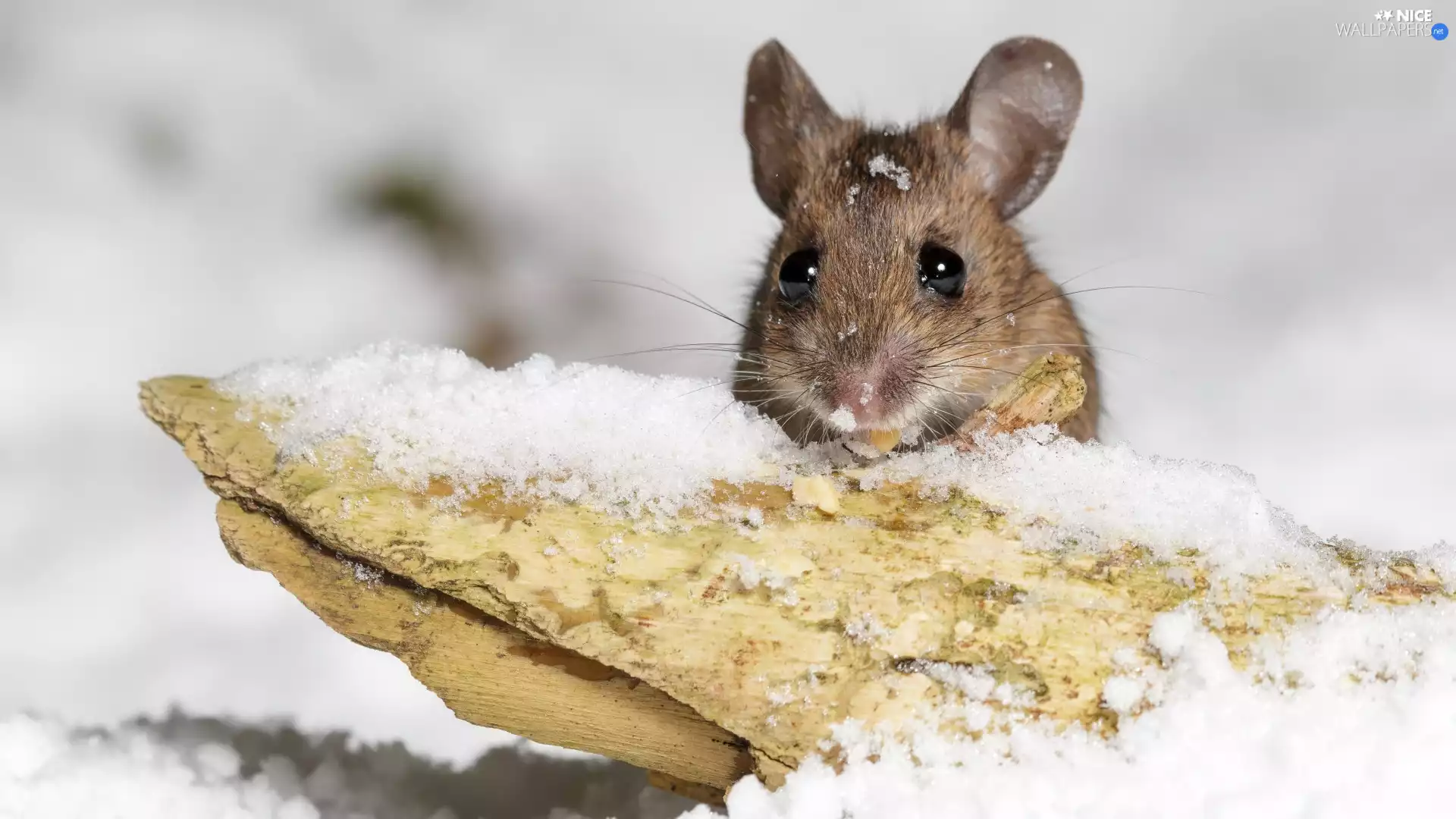 mouse, snow, winter, Stick