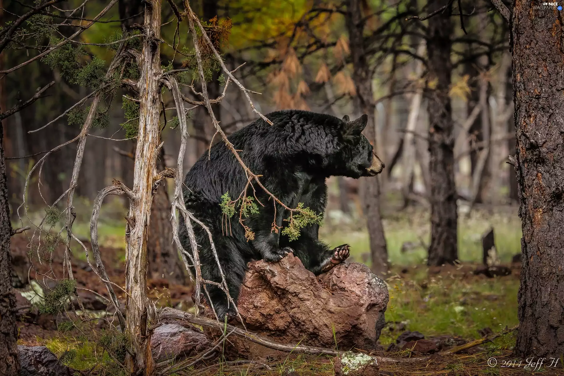 American Black Bear, Stone, forest, Baribal