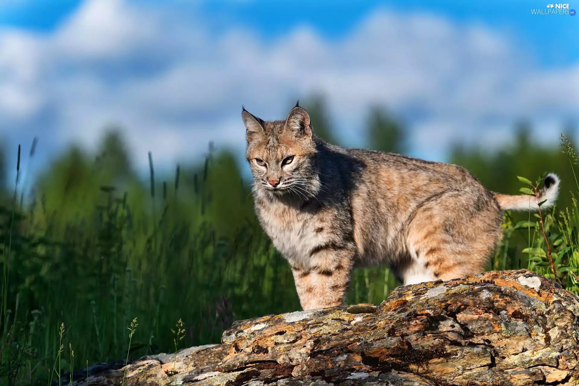 blurry background, Lynx, Stone