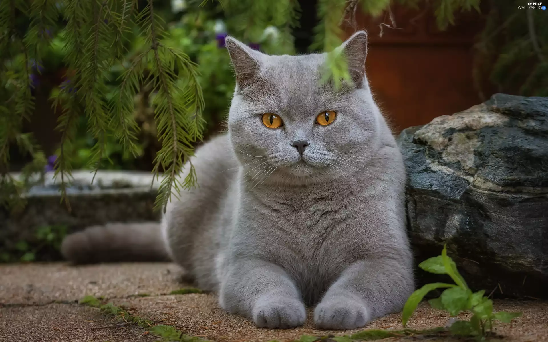British Shorthair Cat, Stone
