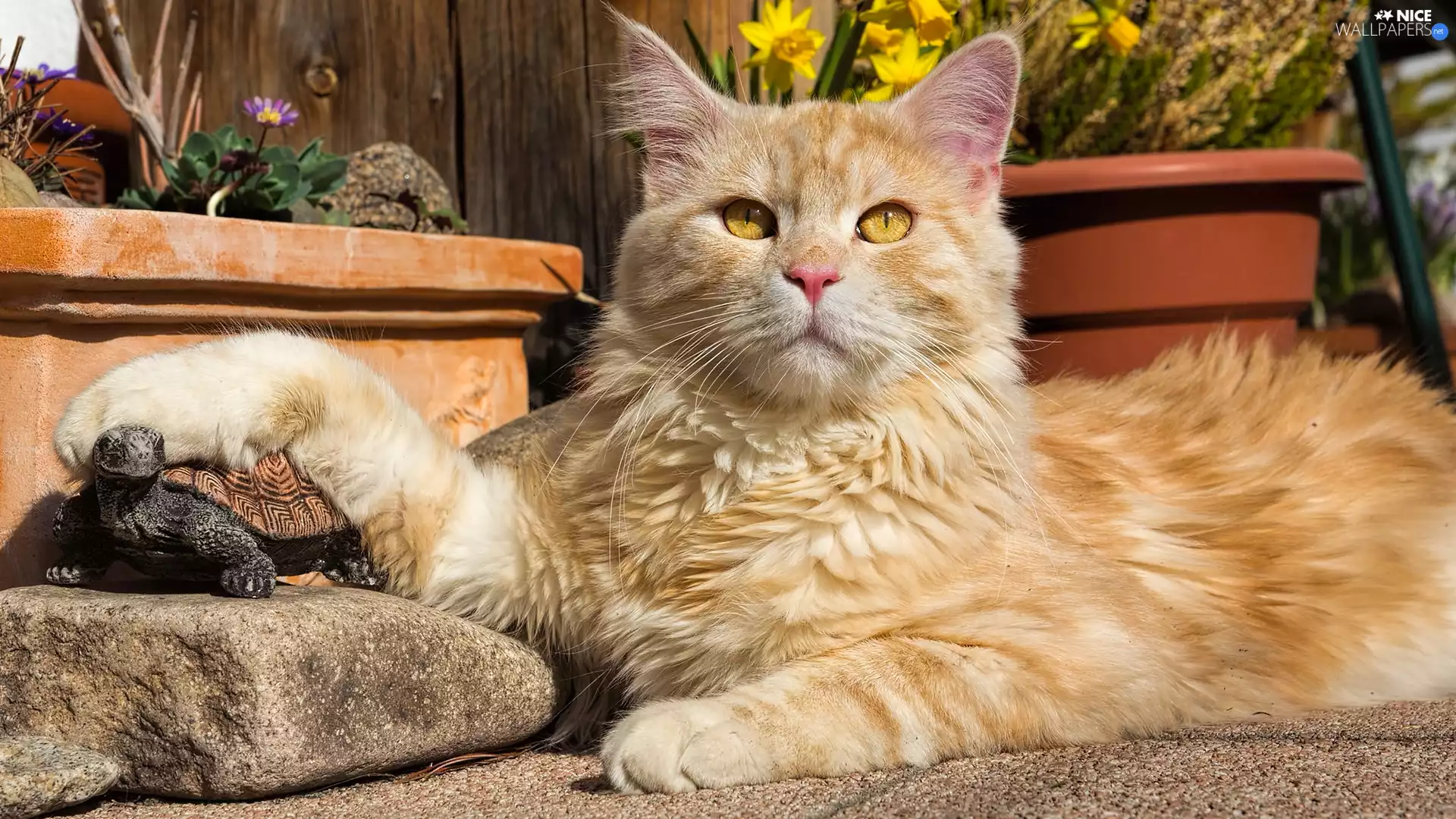 turtle, Stone, cat, figure, Reddish