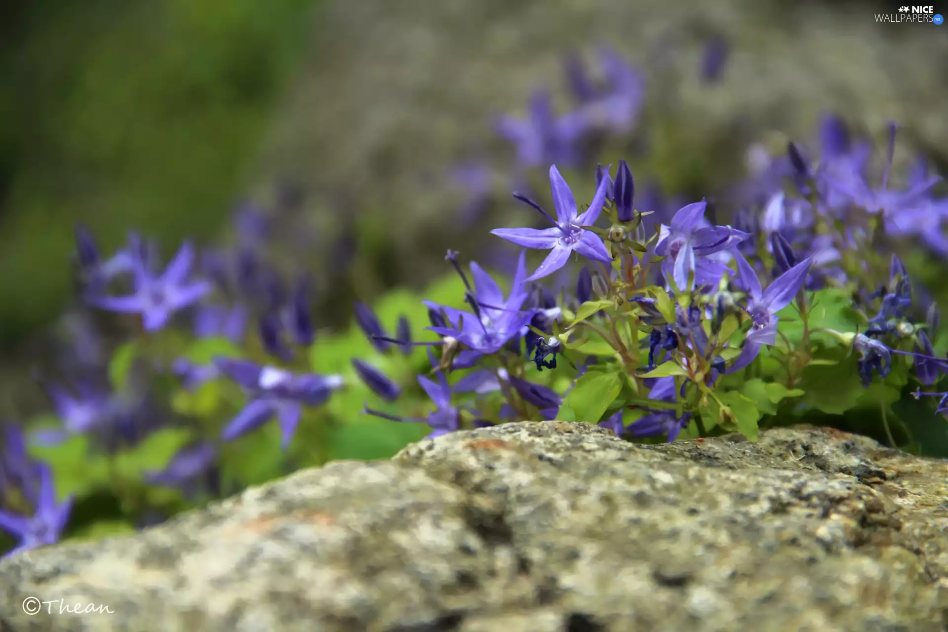 Stone, purple, Flowers