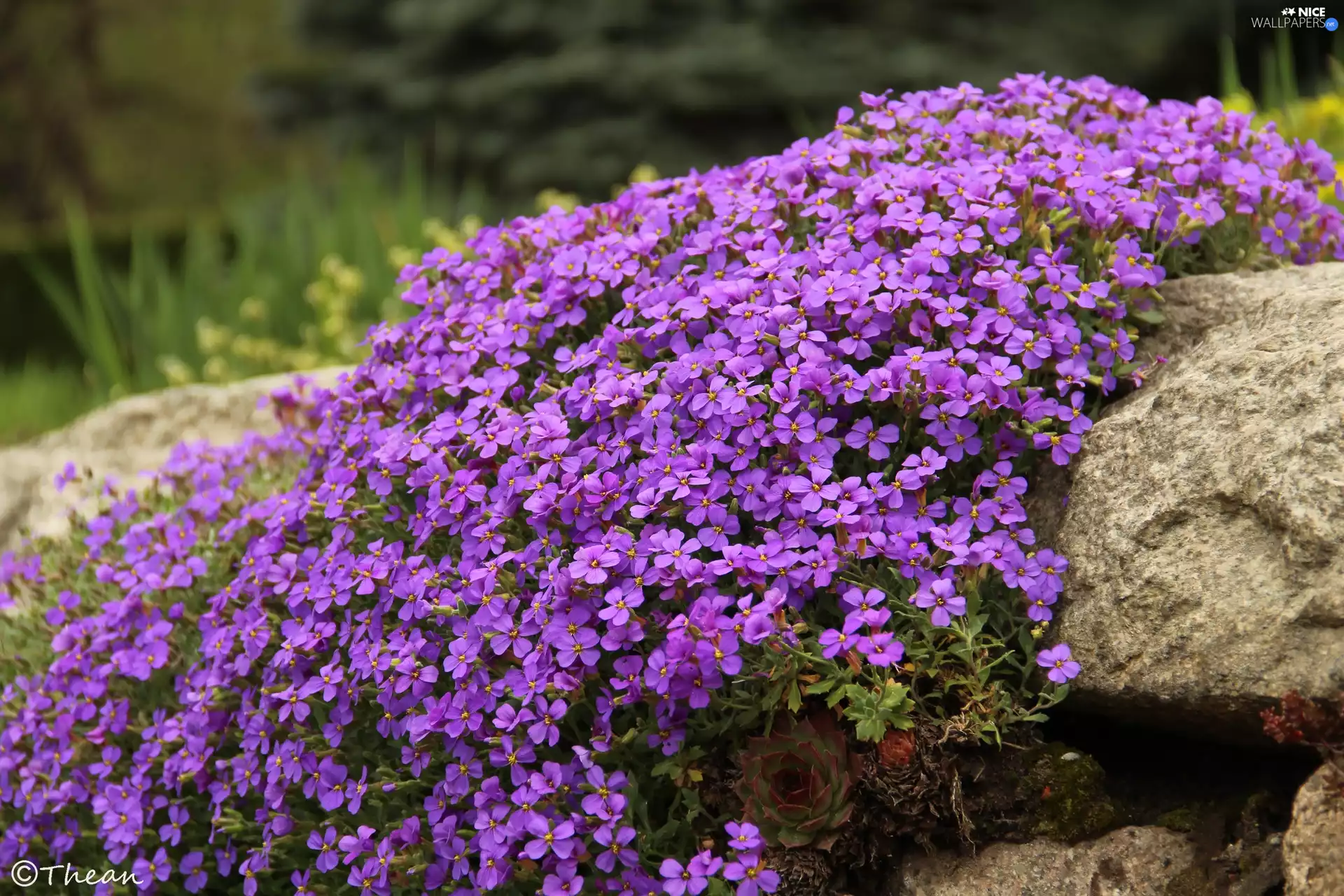 Stone, purple, Flowers