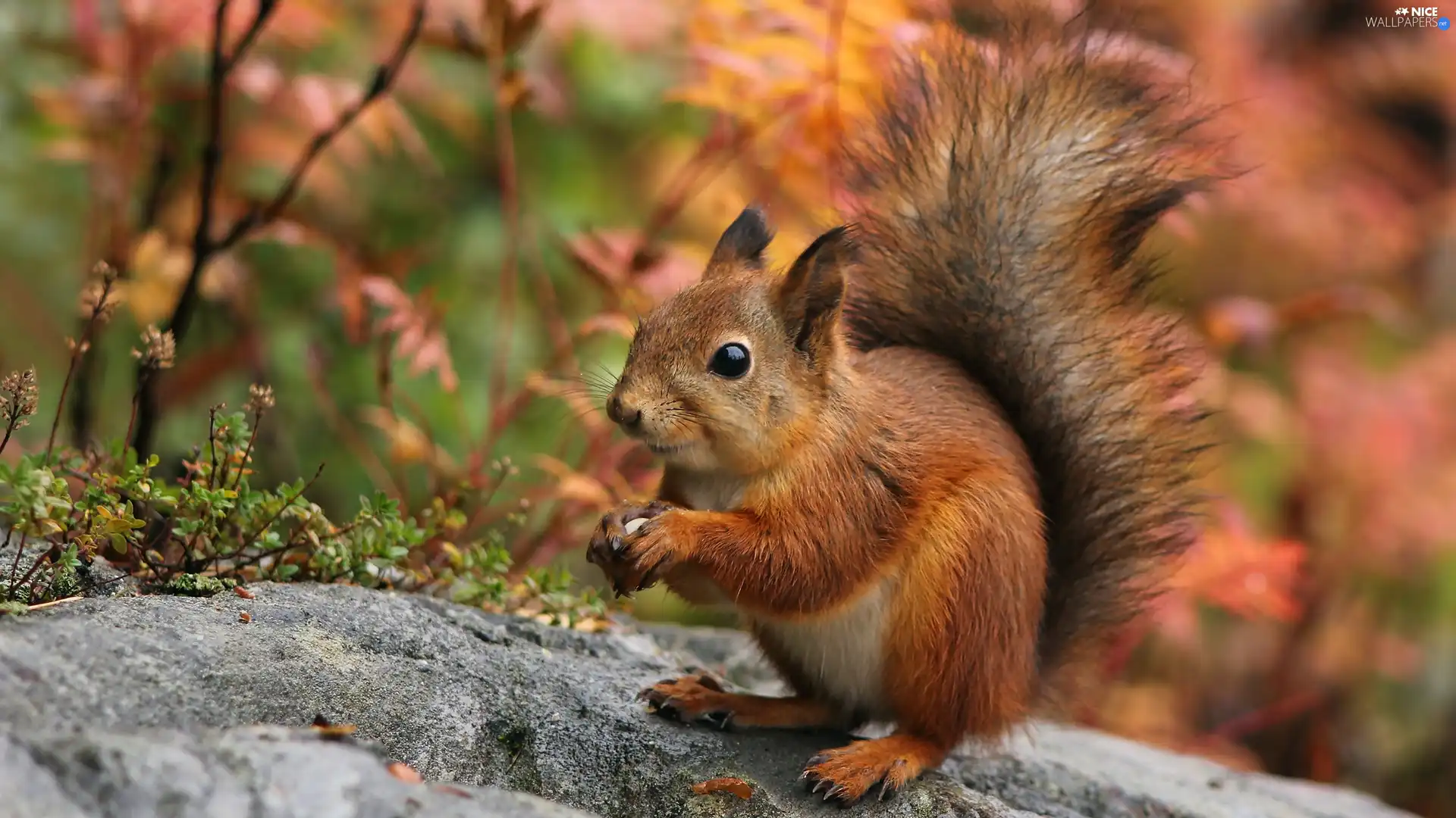 Ginger, nut, Stone, squirrel