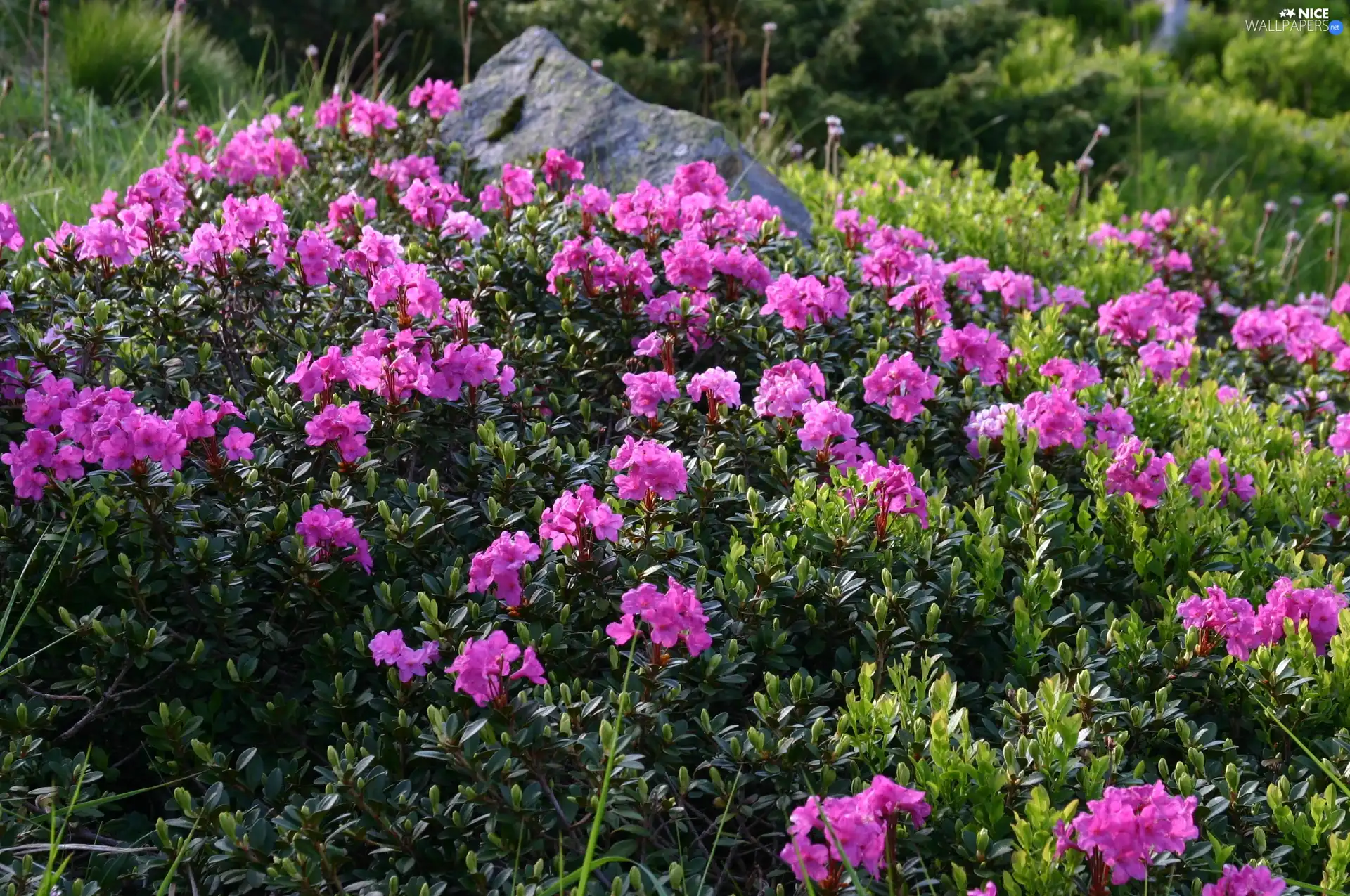 rhododendron, Meadow, Stone