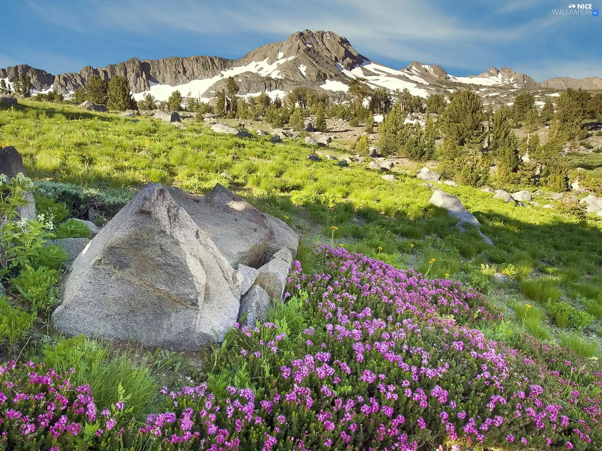 Mountains, Flowers, stone, Meadow