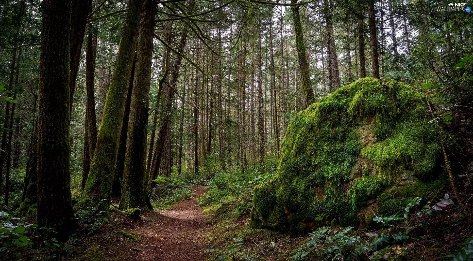 mossy, Stone, Path, Plants, forest