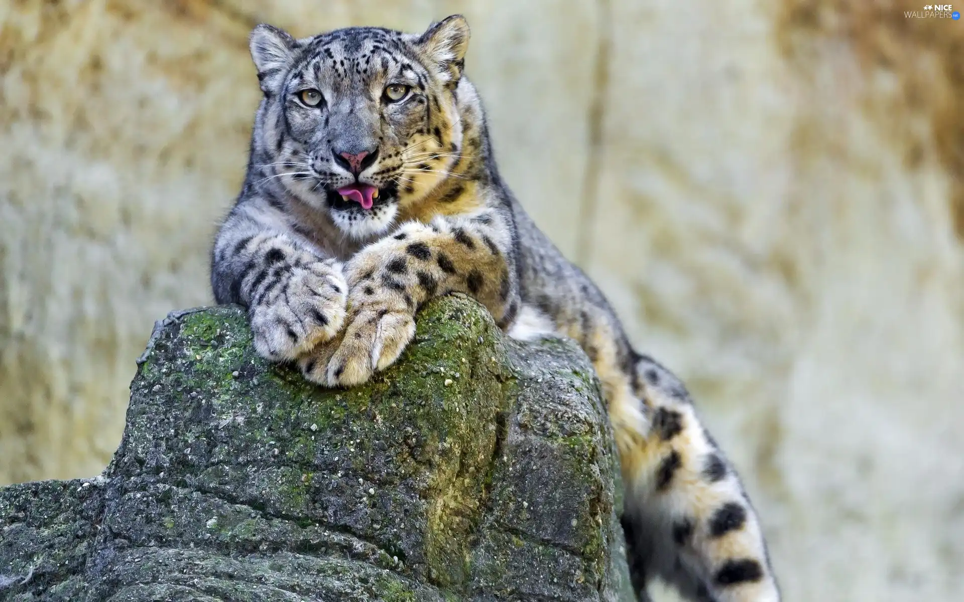 snow leopard, Leopards, snowy