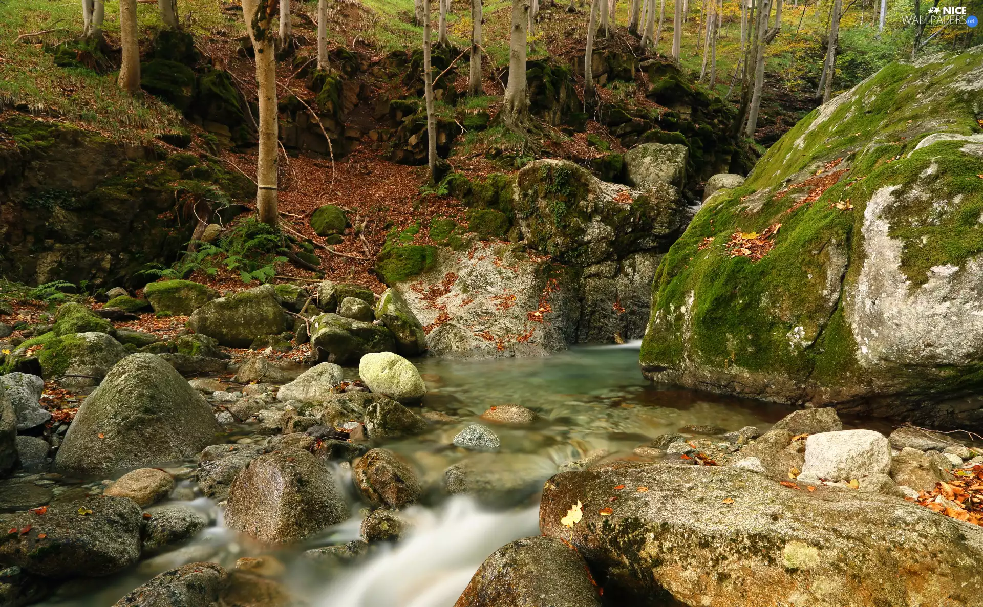 River, Stones, trees, stone, mossy, forest, viewes