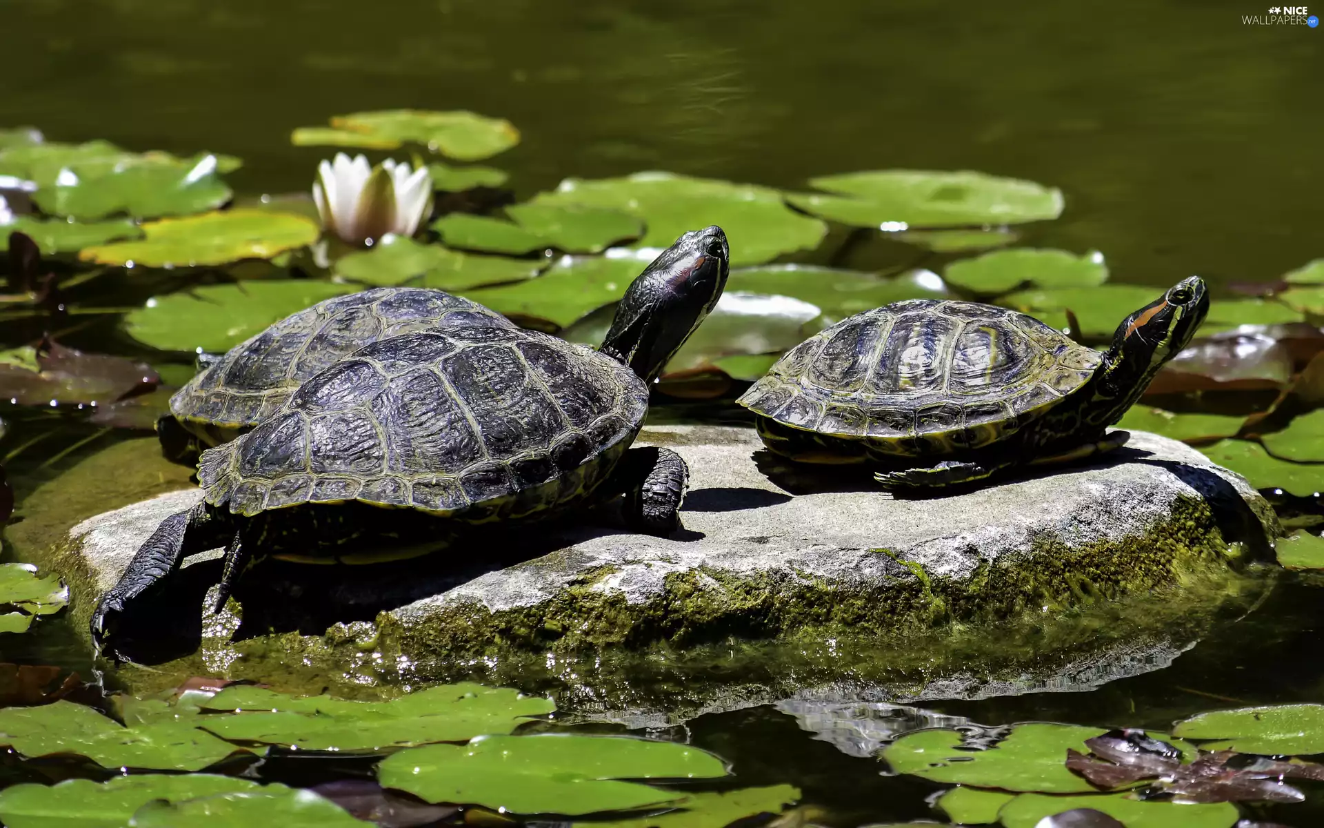 Water lilies, Turtles, Stone