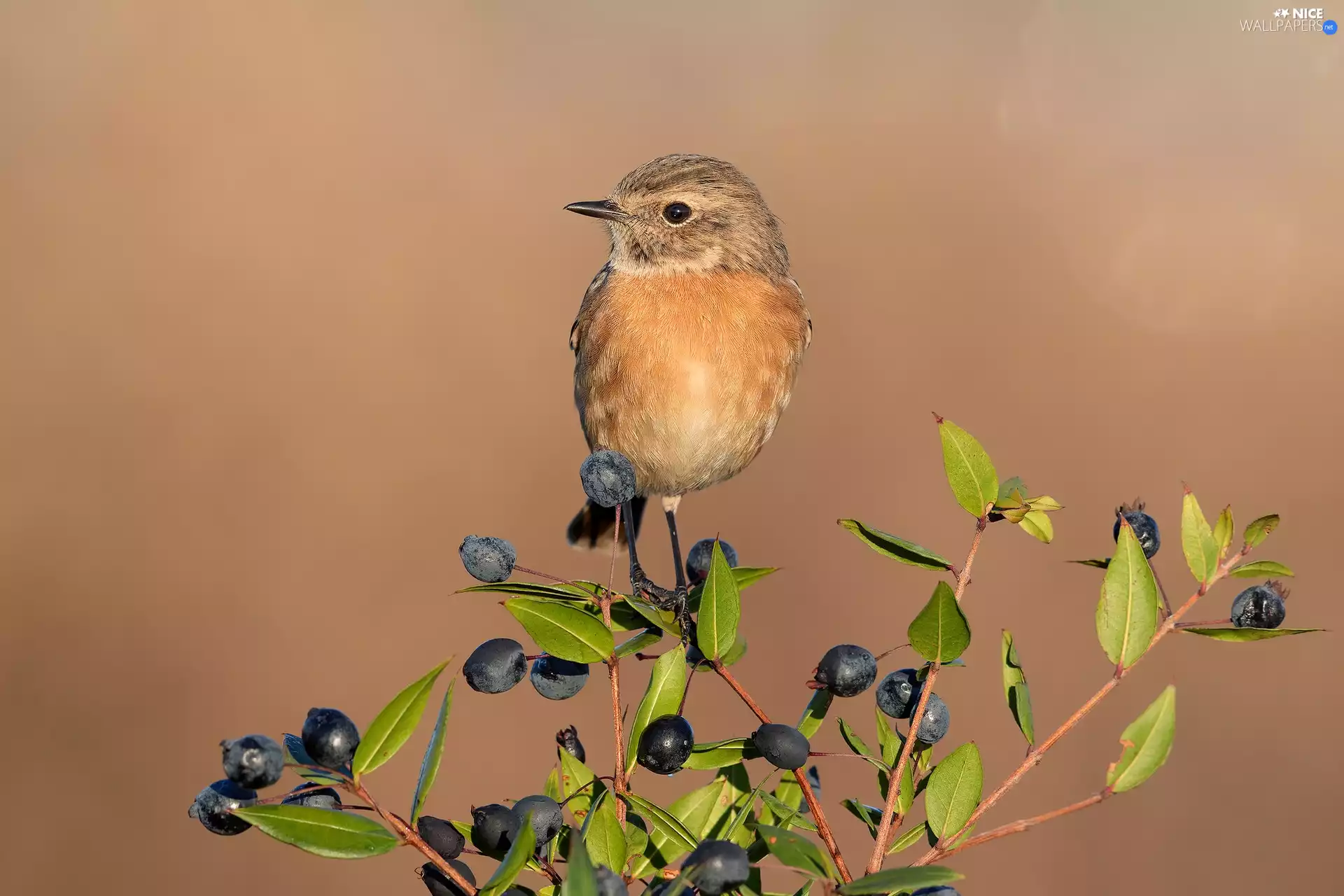 Bird, female, twig, Stonechat