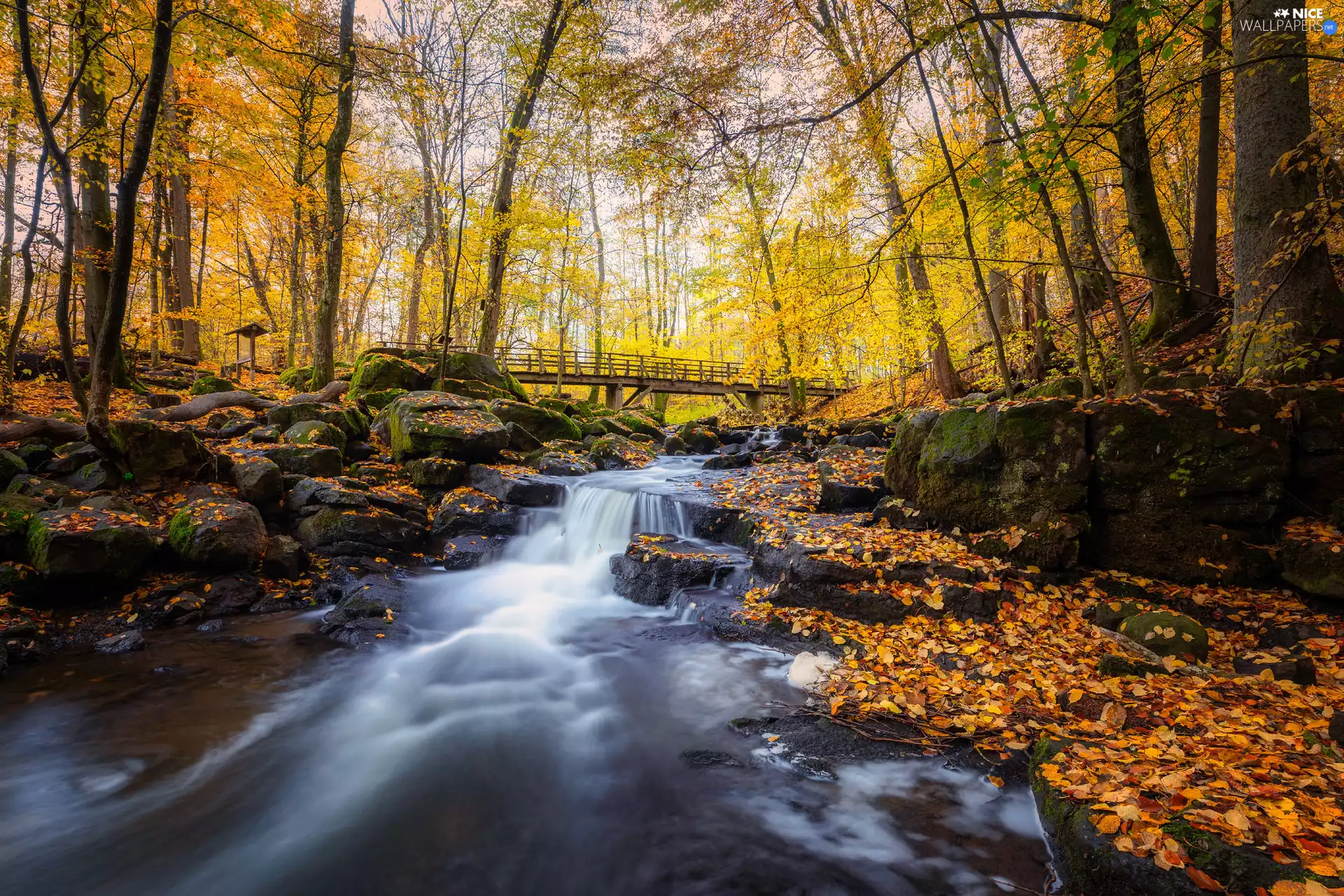 viewes, bridge, autumn, River, Leaf, trees, forest, Stones