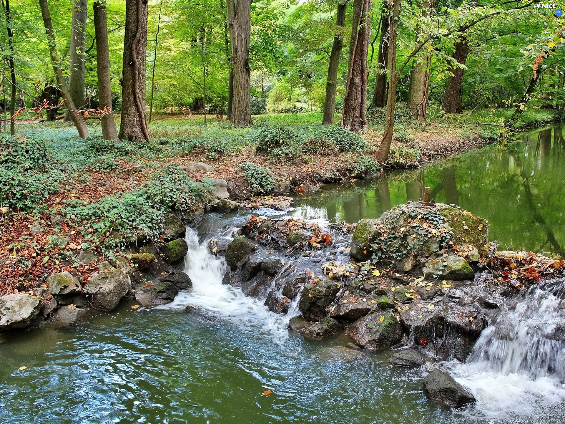 Stones, forest, brook