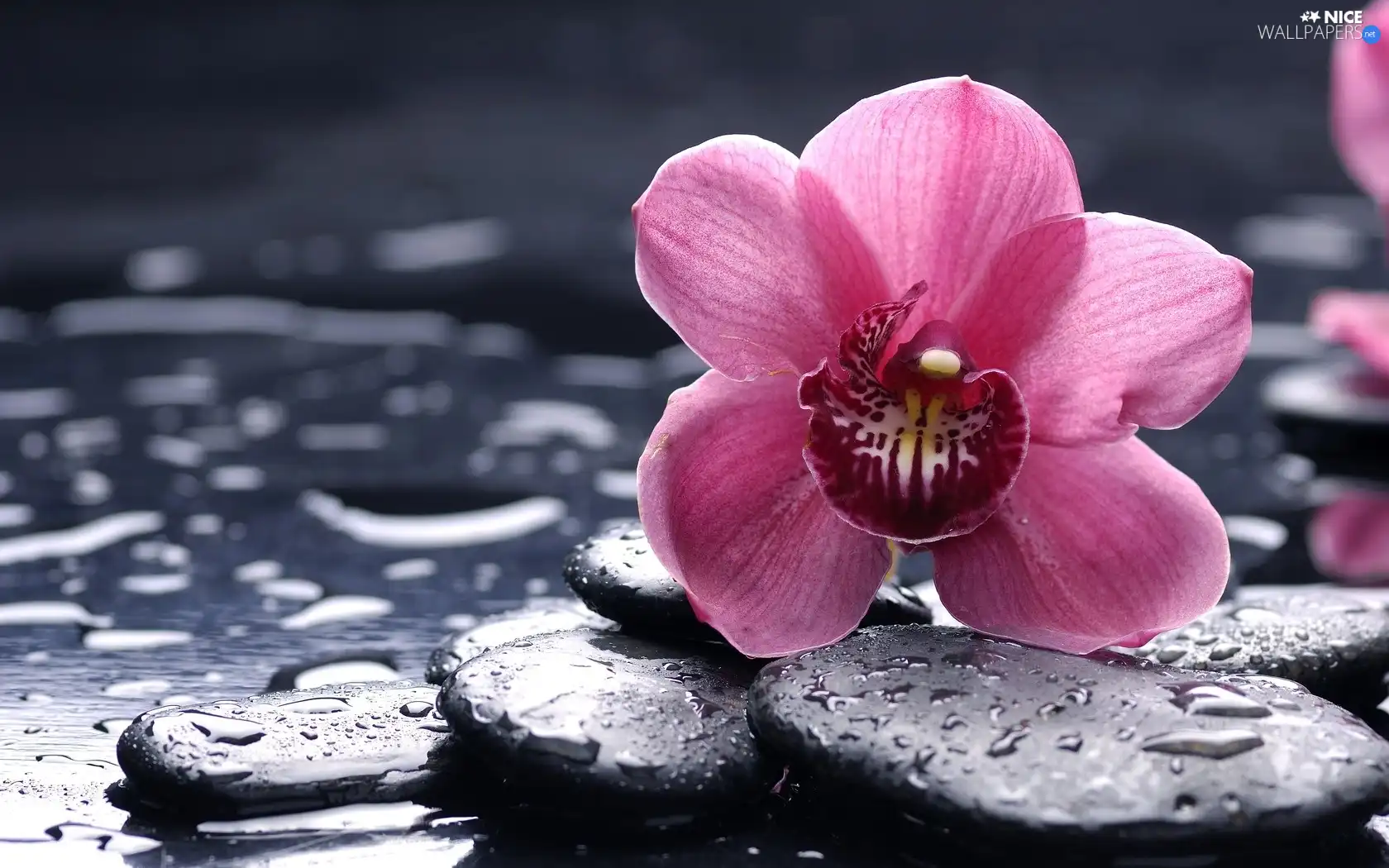 drops, Colourfull Flowers, Stones