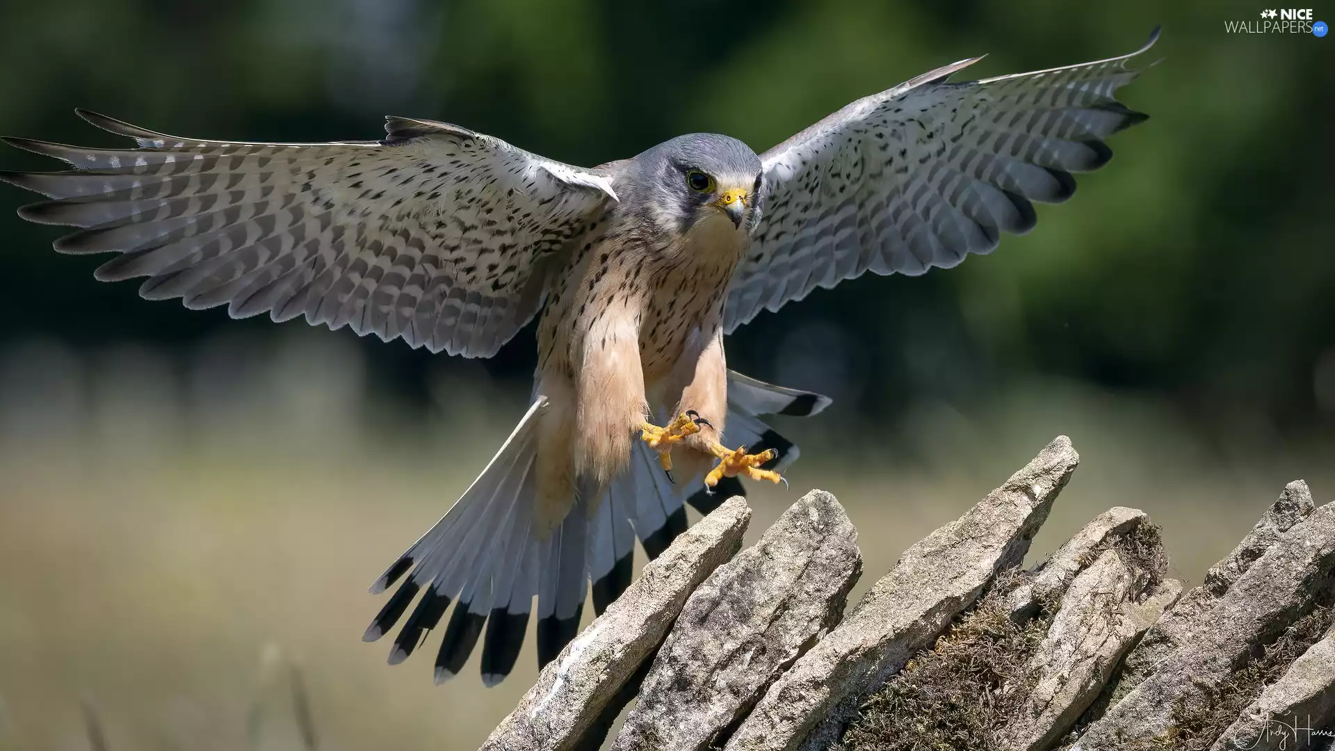 Stones, Bird, falcon