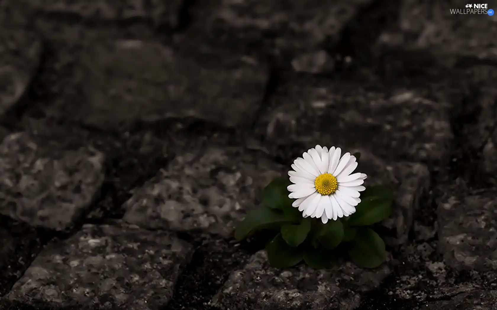 Colourfull Flowers, daisy, Stones