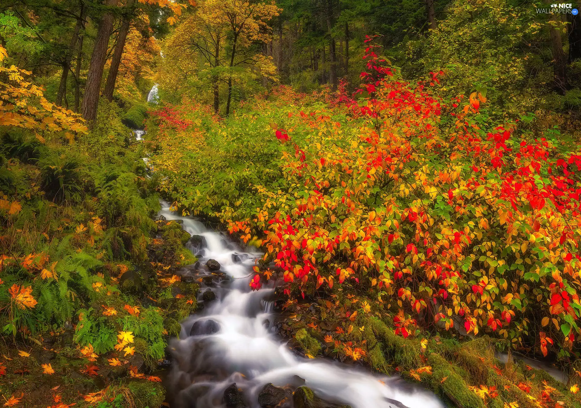 River, autumn, Bush, Stones, color, forest