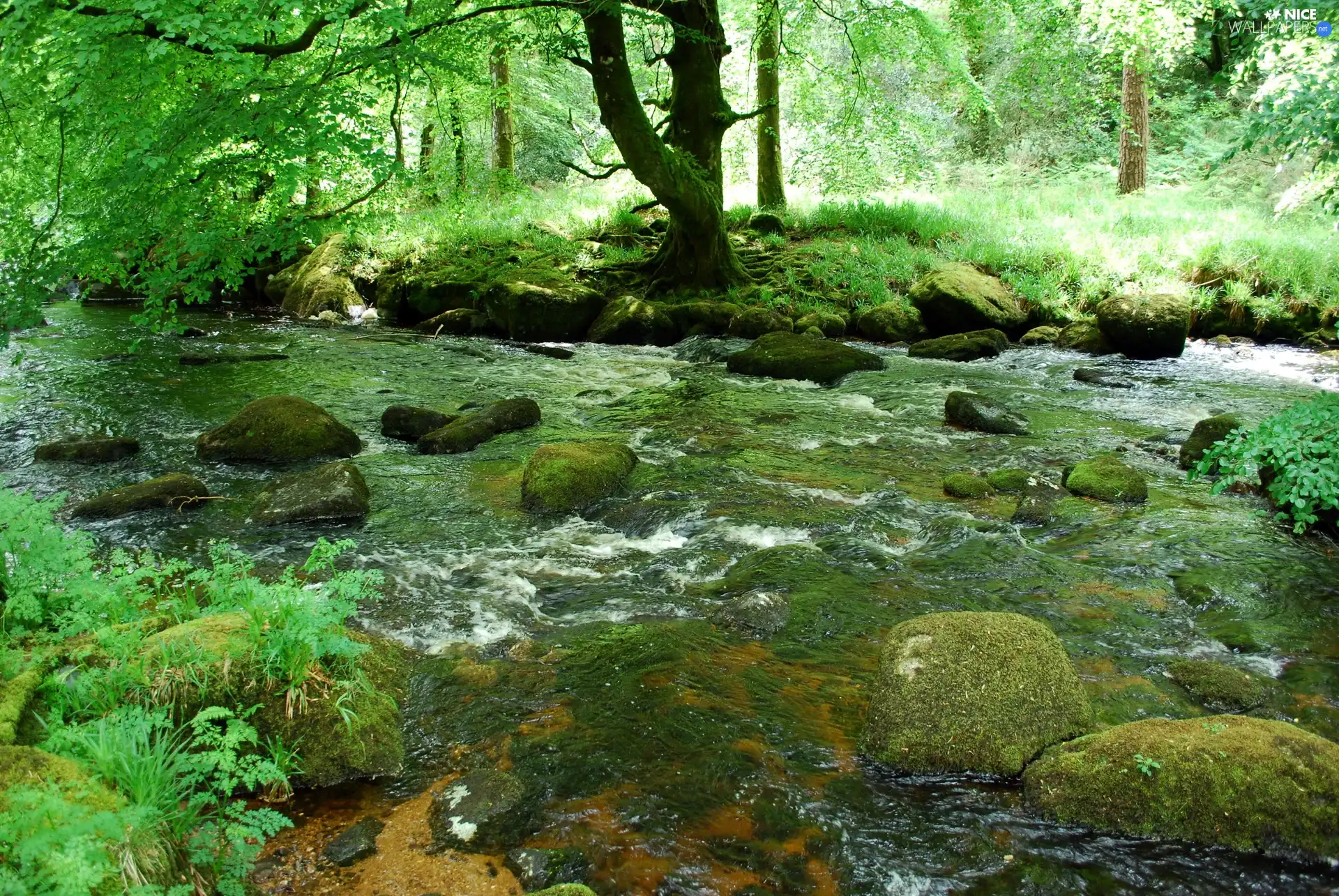 Stones, River, forest