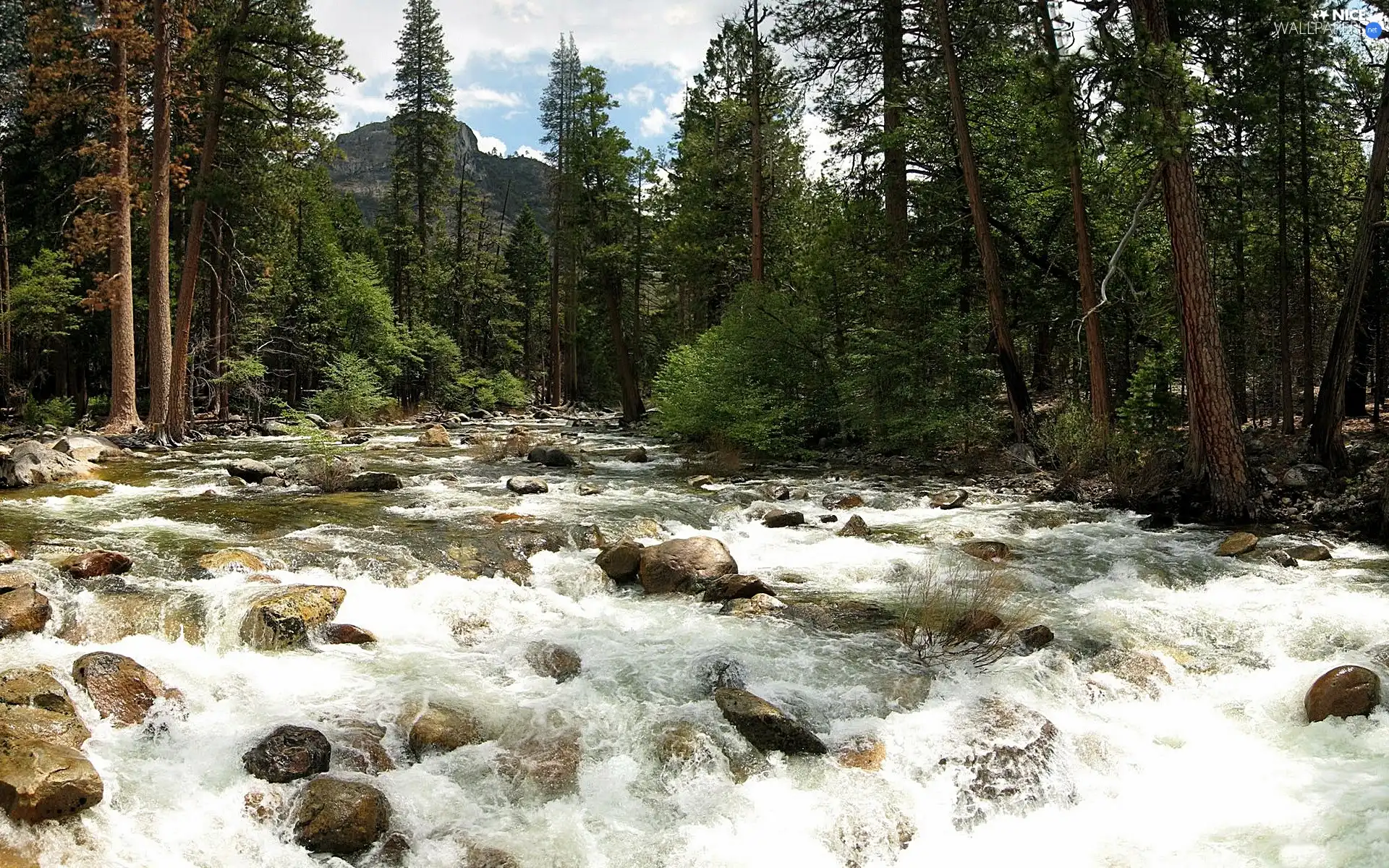 forest, River, Stones, tear