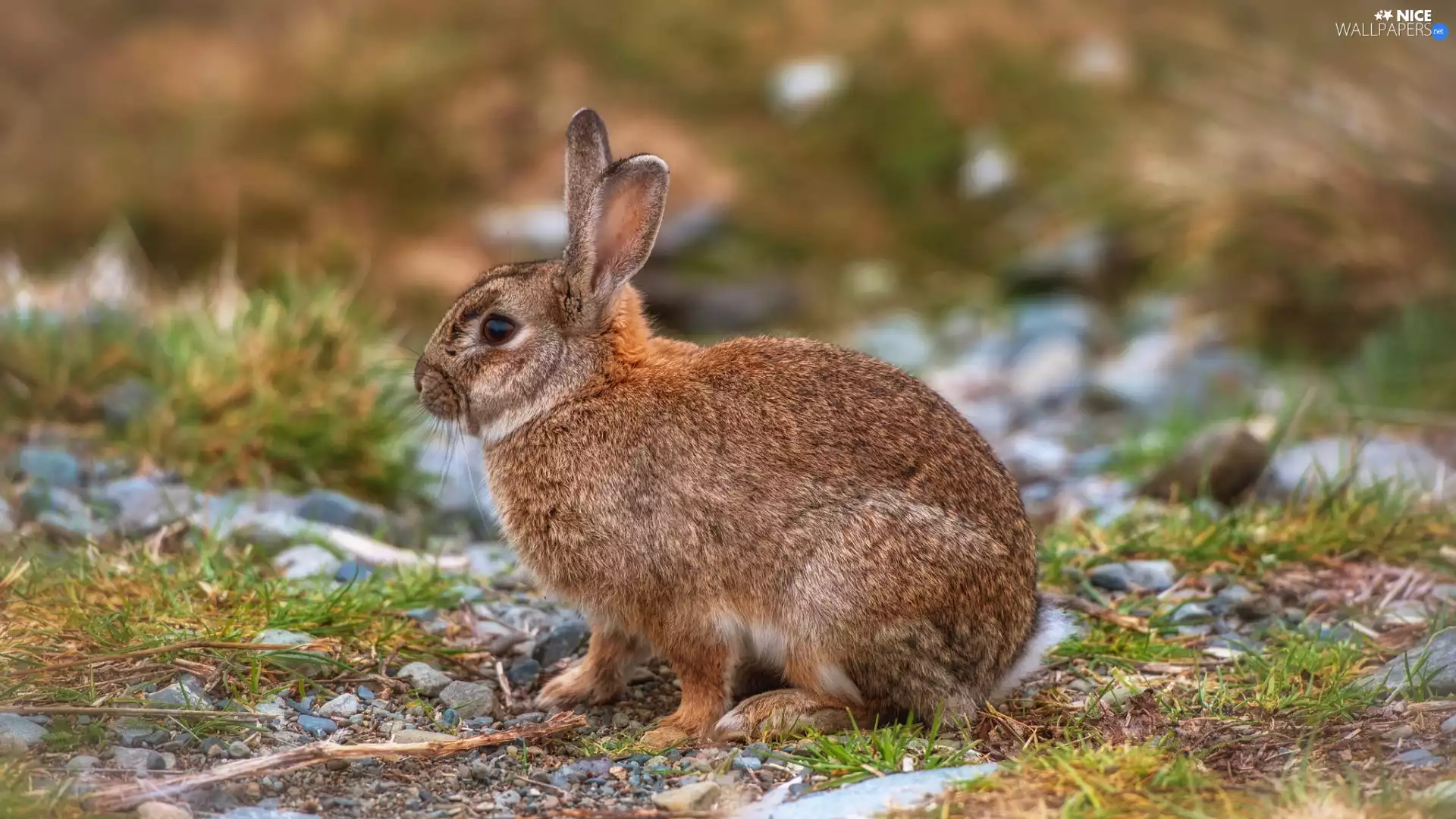 Stones, Rabbit, grass