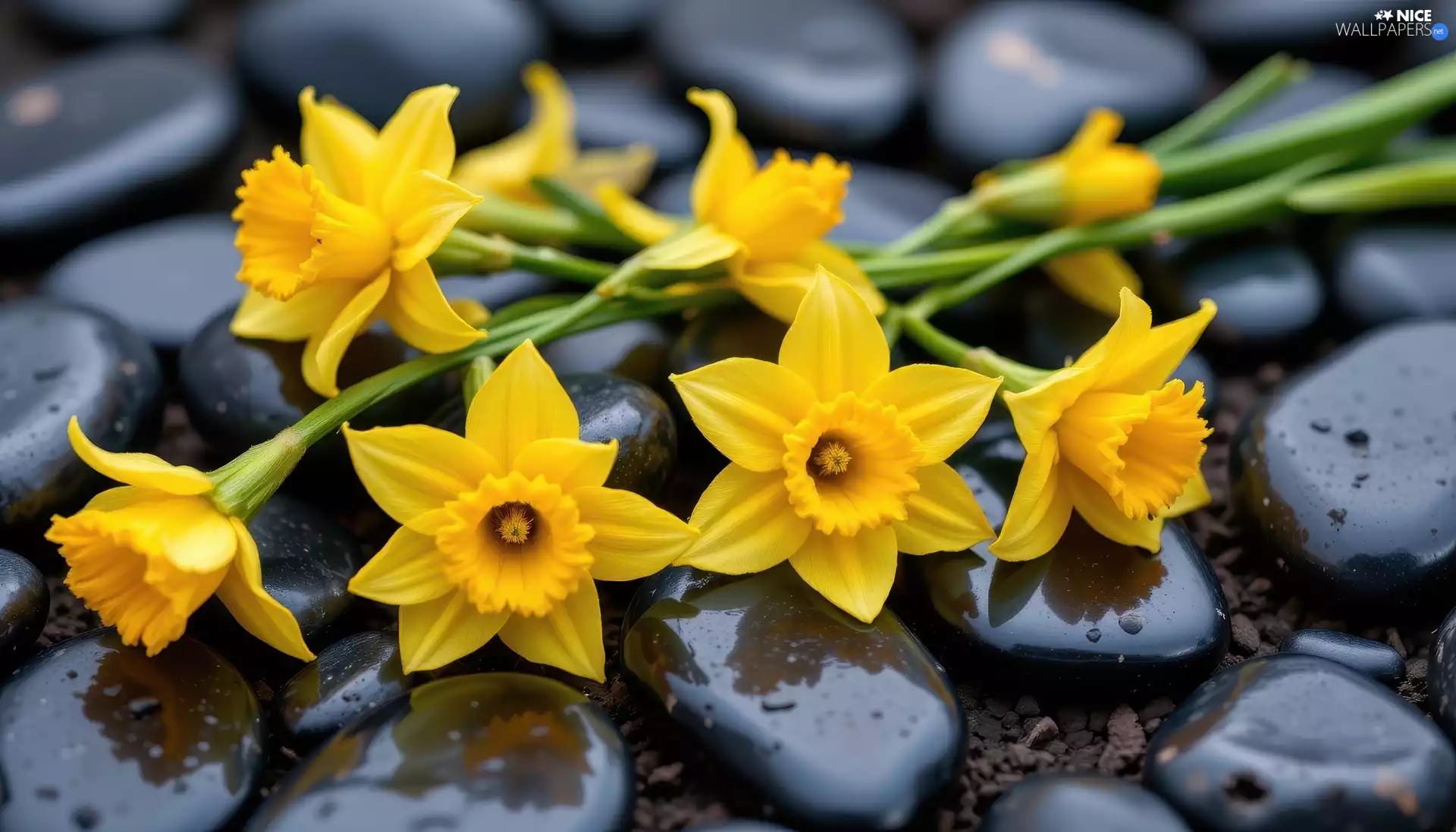 Stones, Flowers, Jonquil
