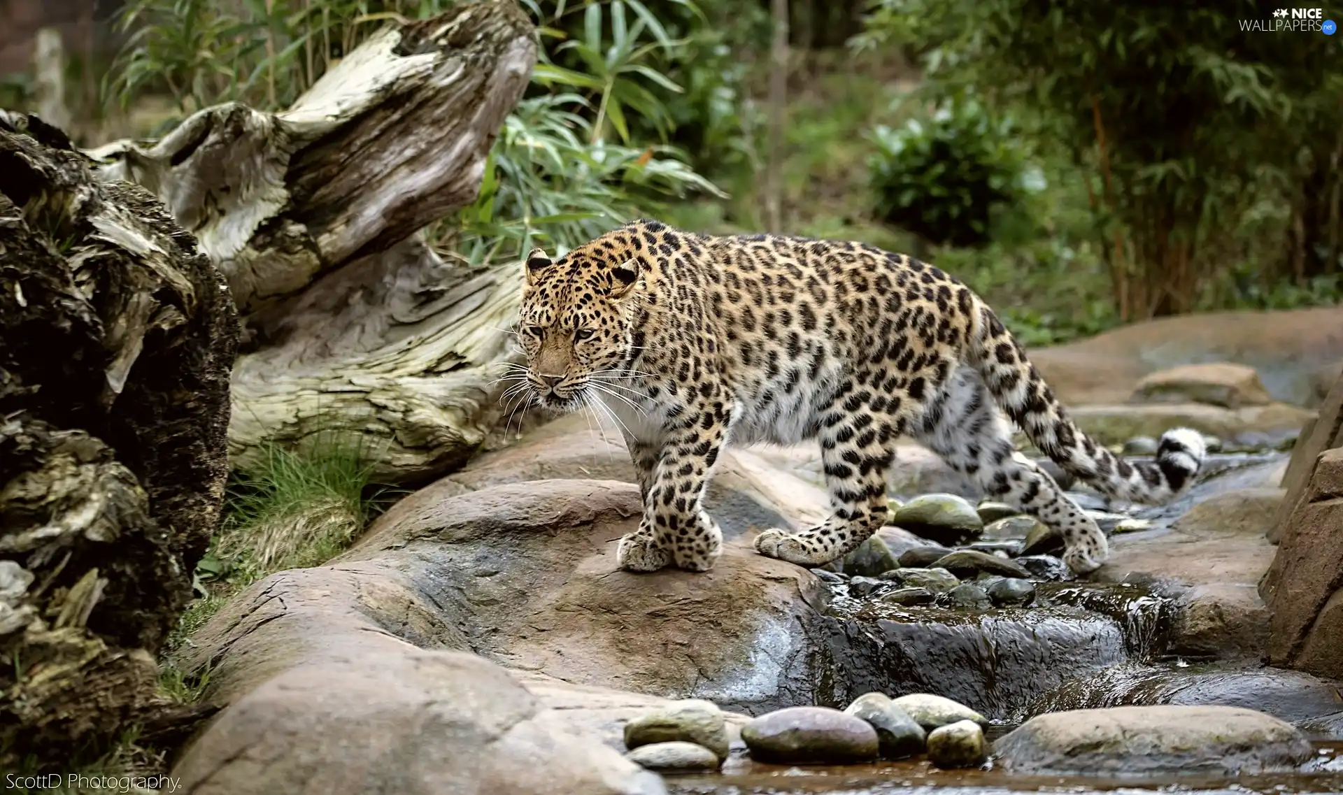 Leopards, Stones