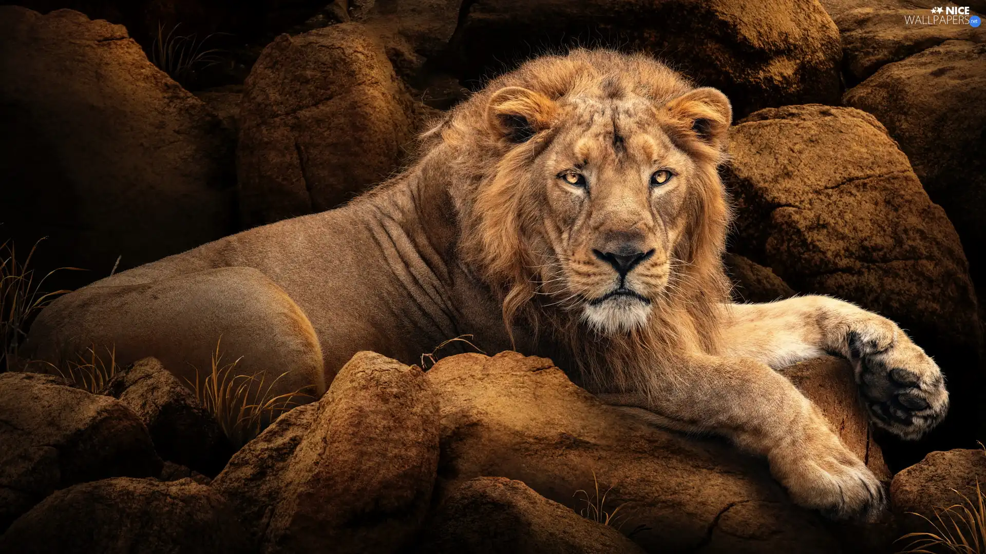 Stones, lying, Lion