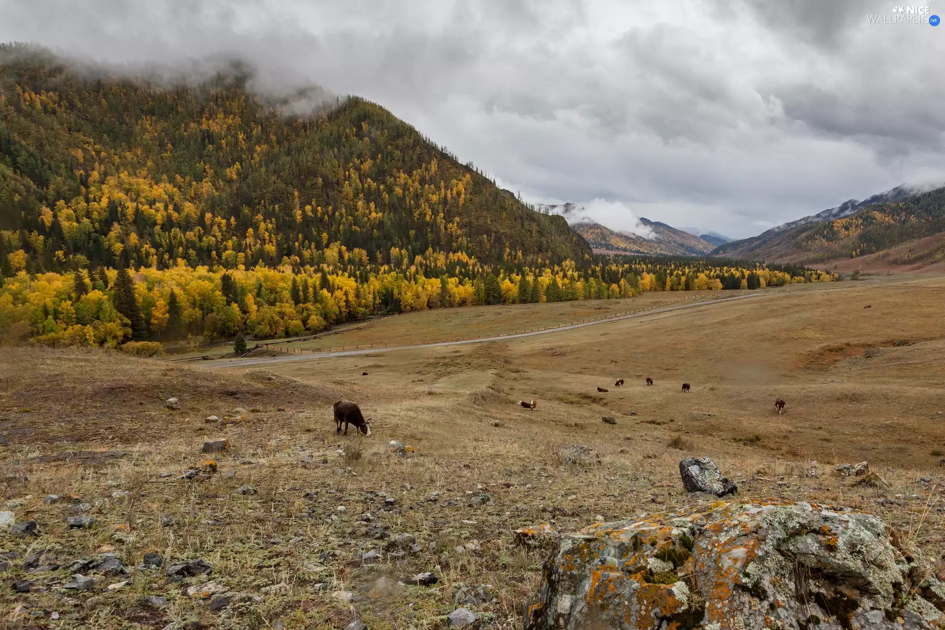 trees, viewes, medows, forest, Cows, Mountains, autumn, Stones