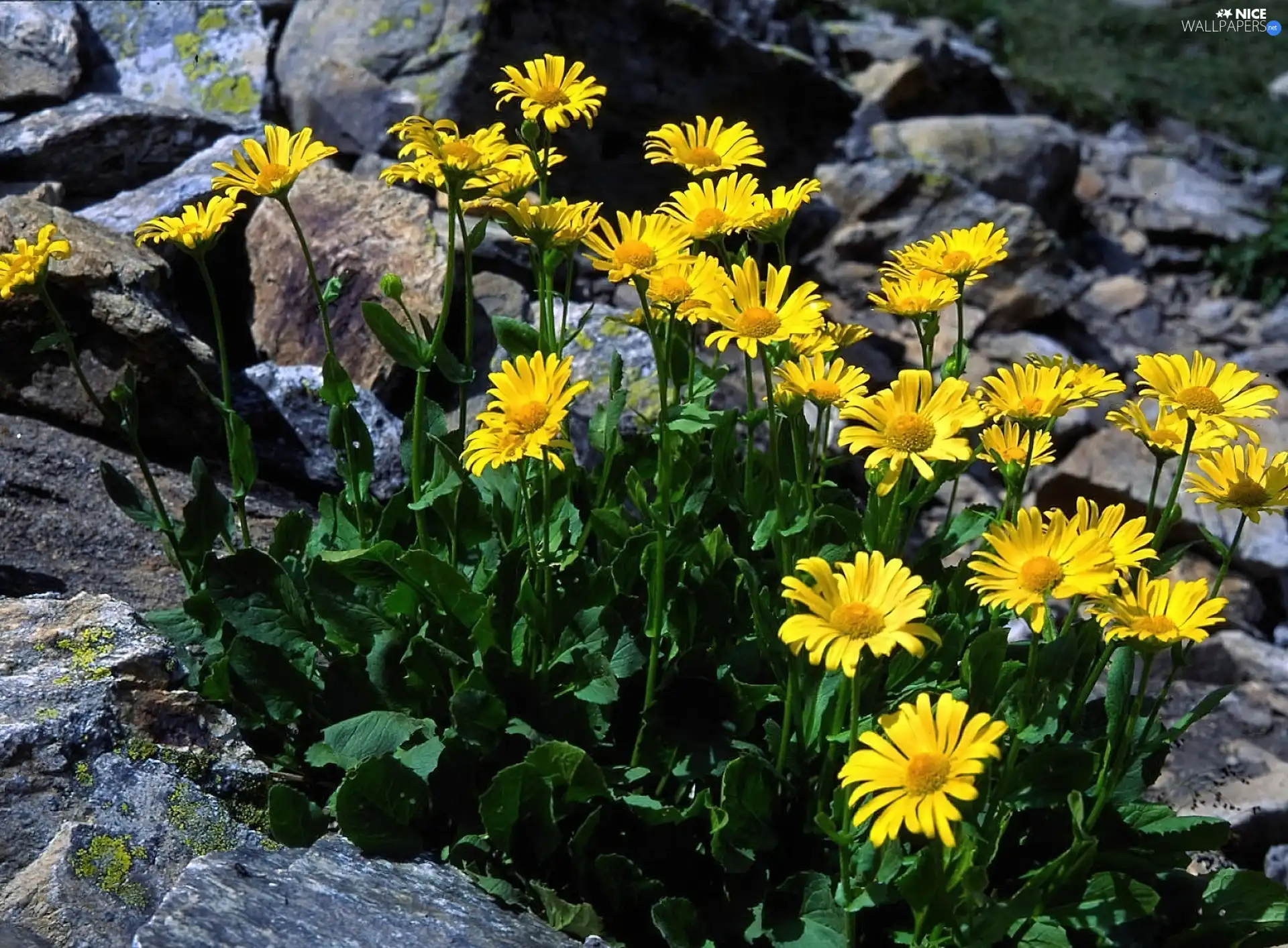 Stones, Arnica, Mountain