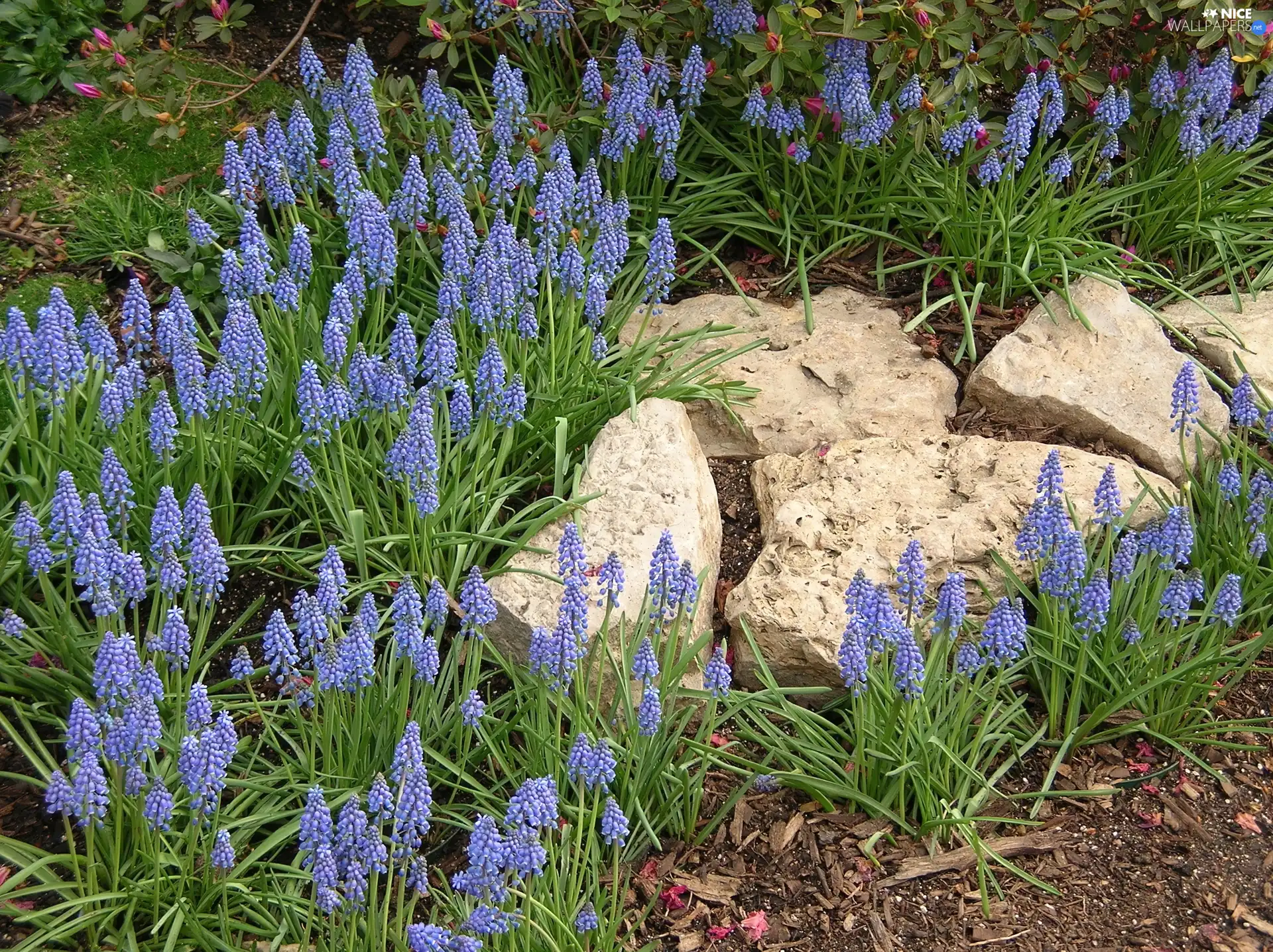 Muscari, Stones