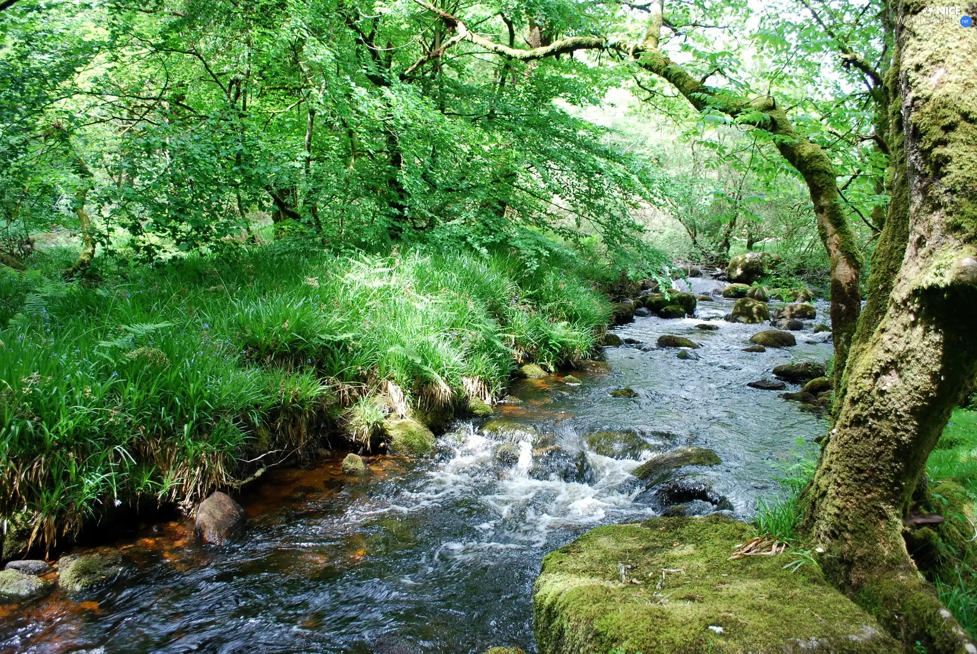 Stones, River, Park