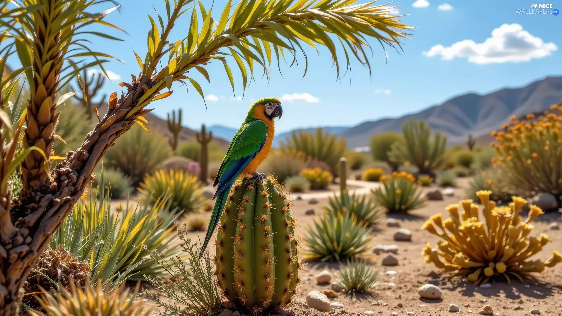 Plants, Stones, parrot, Cactus, Green