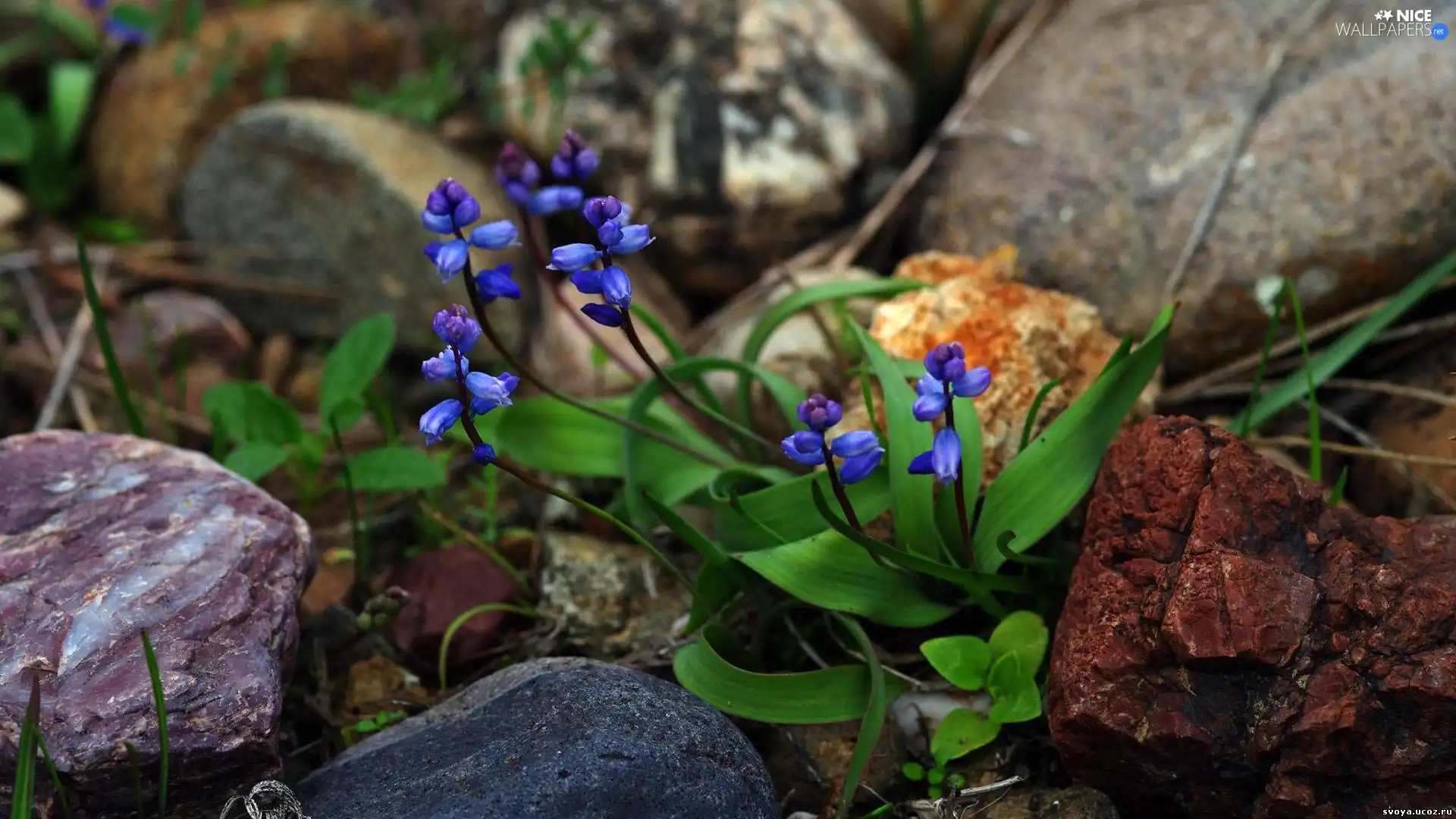 Stones, Blue, primroses