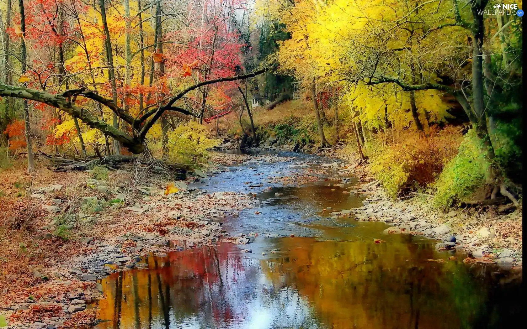 forest, Colours, Stones, reflection, River, autumn