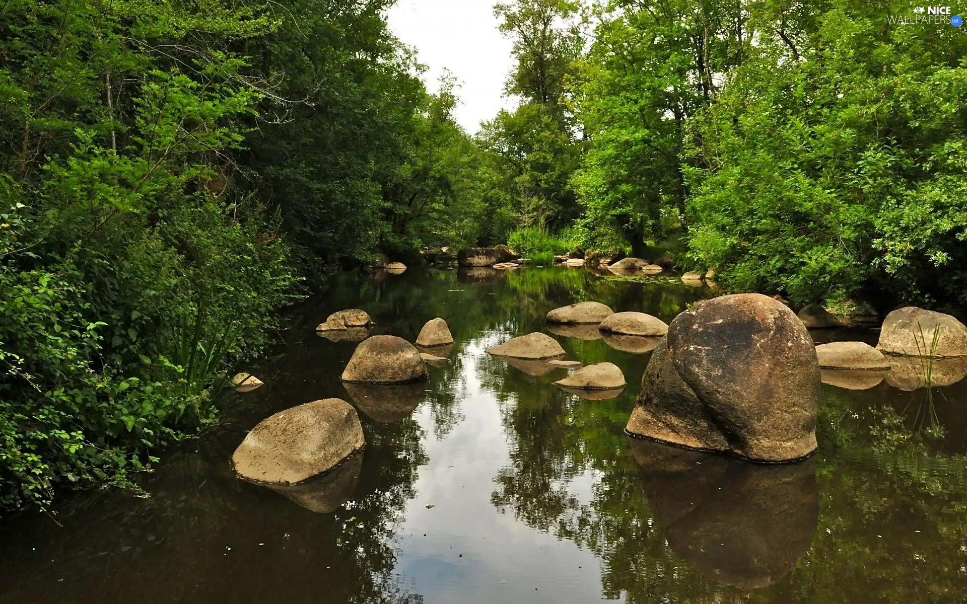 Stones, forest, River