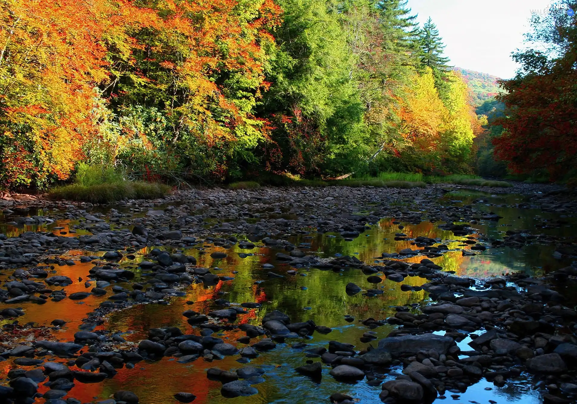 Stones, forest, River