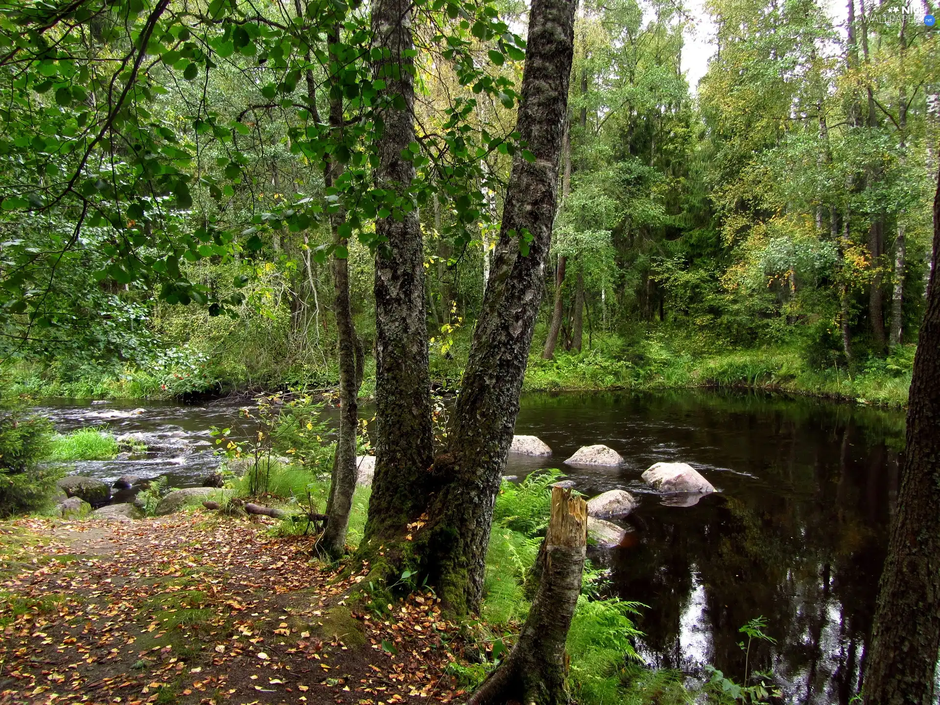 River, projections, Stones, forest