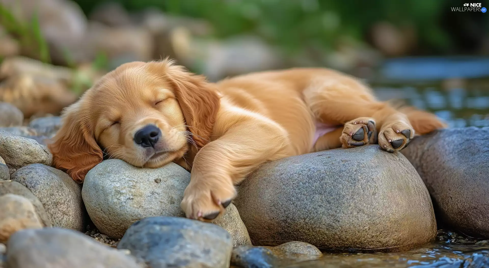 Stones, Puppy, sleepy