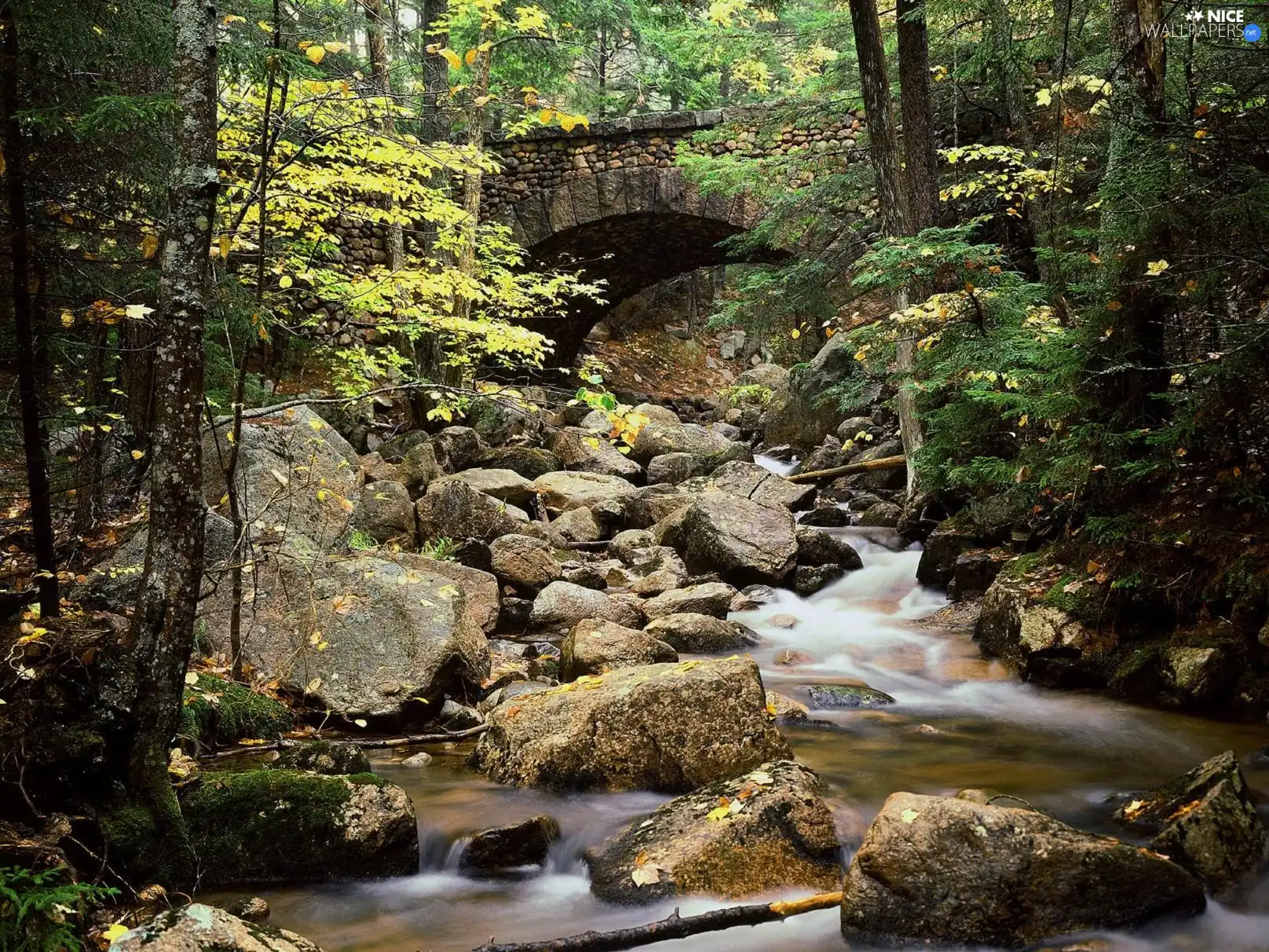 stream, Forest, Stones, ##