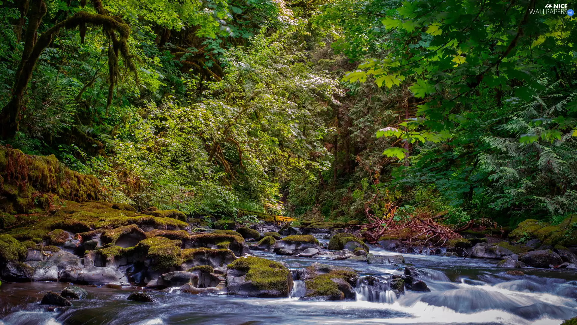 viewes, forest, mossy, Stones, River, trees