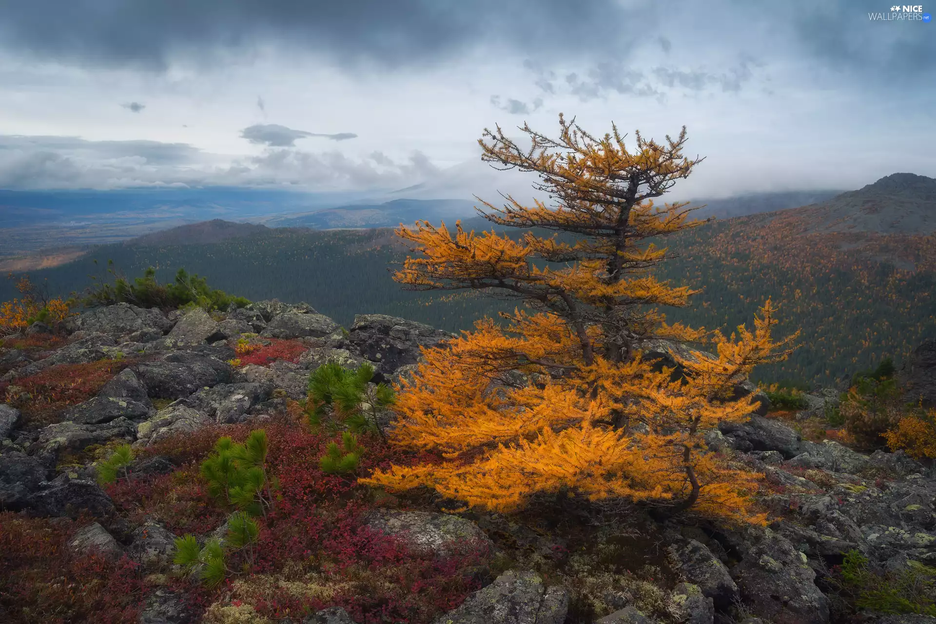 Plants, Stones, trees, larch, Mountains