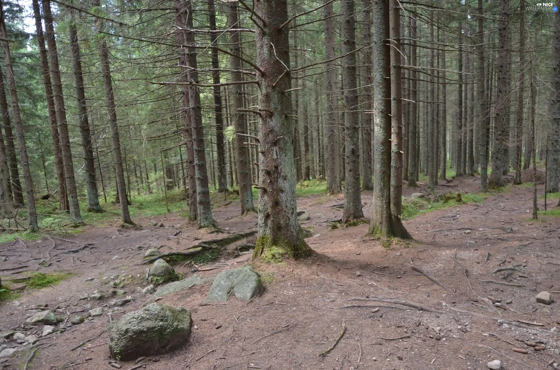 trees, trail, Stones, viewes