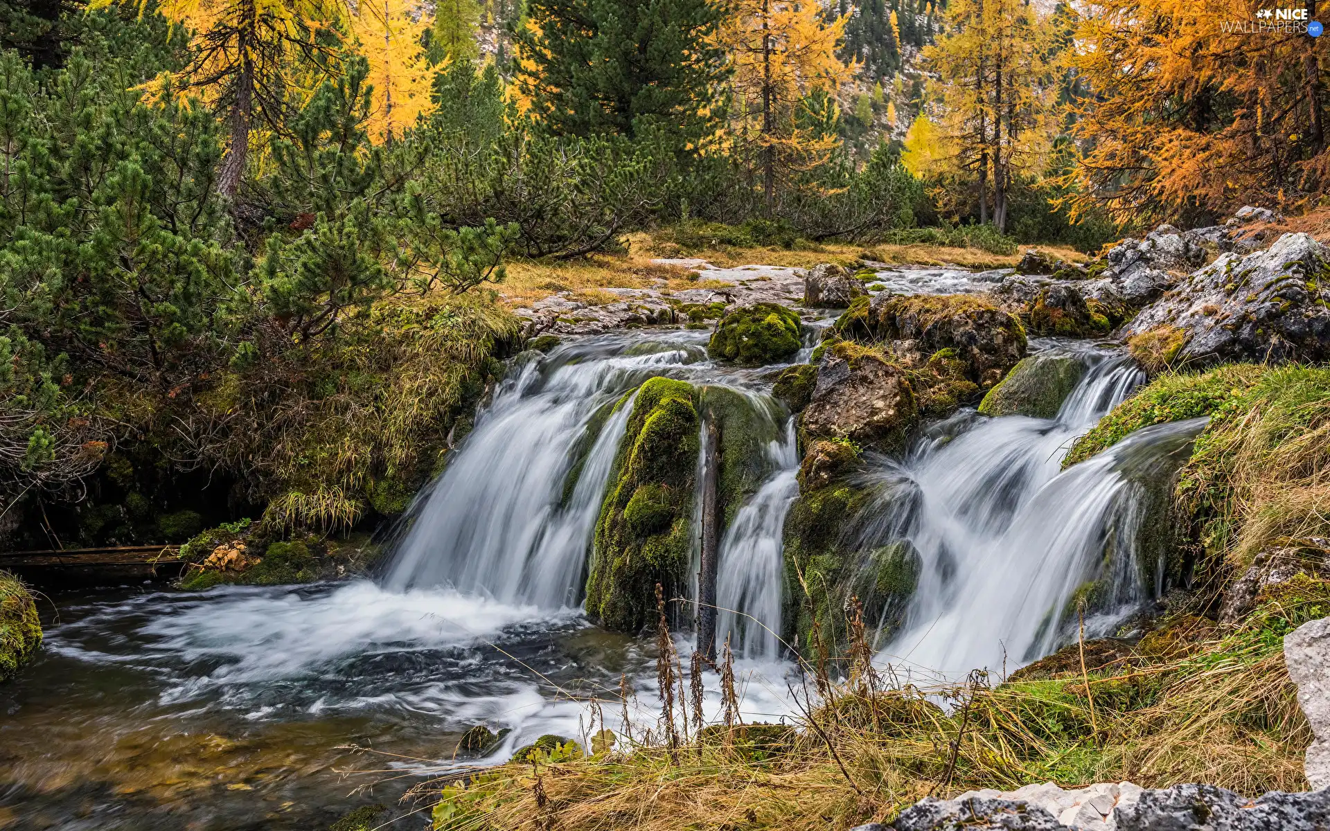 trees, viewes, VEGETATION, mossy, autumn, forest, River, Stones