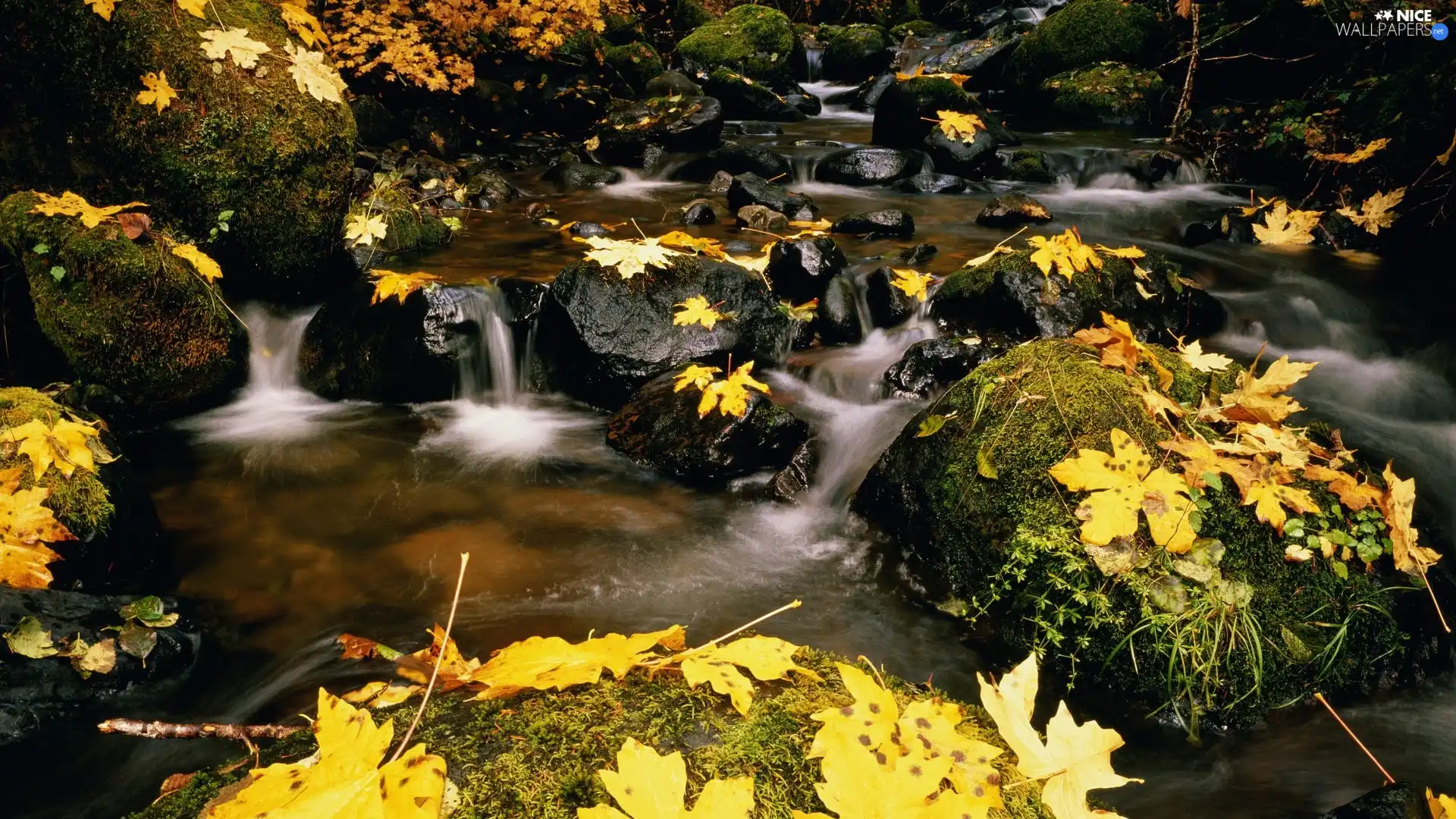 Yellow, stream, Stones, Leaf